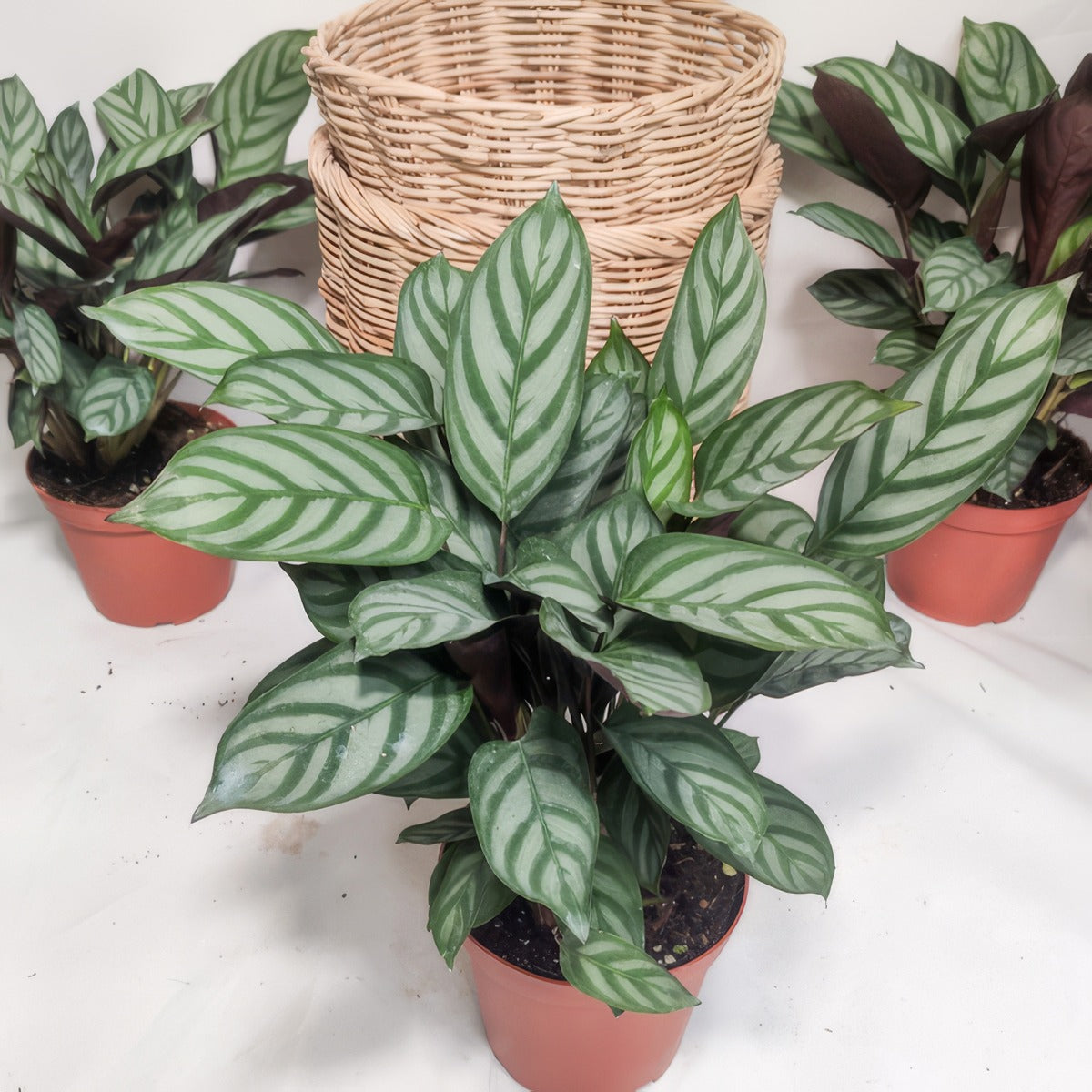 Ctenanthe Setosa Pplcteset - Garden Express Australia