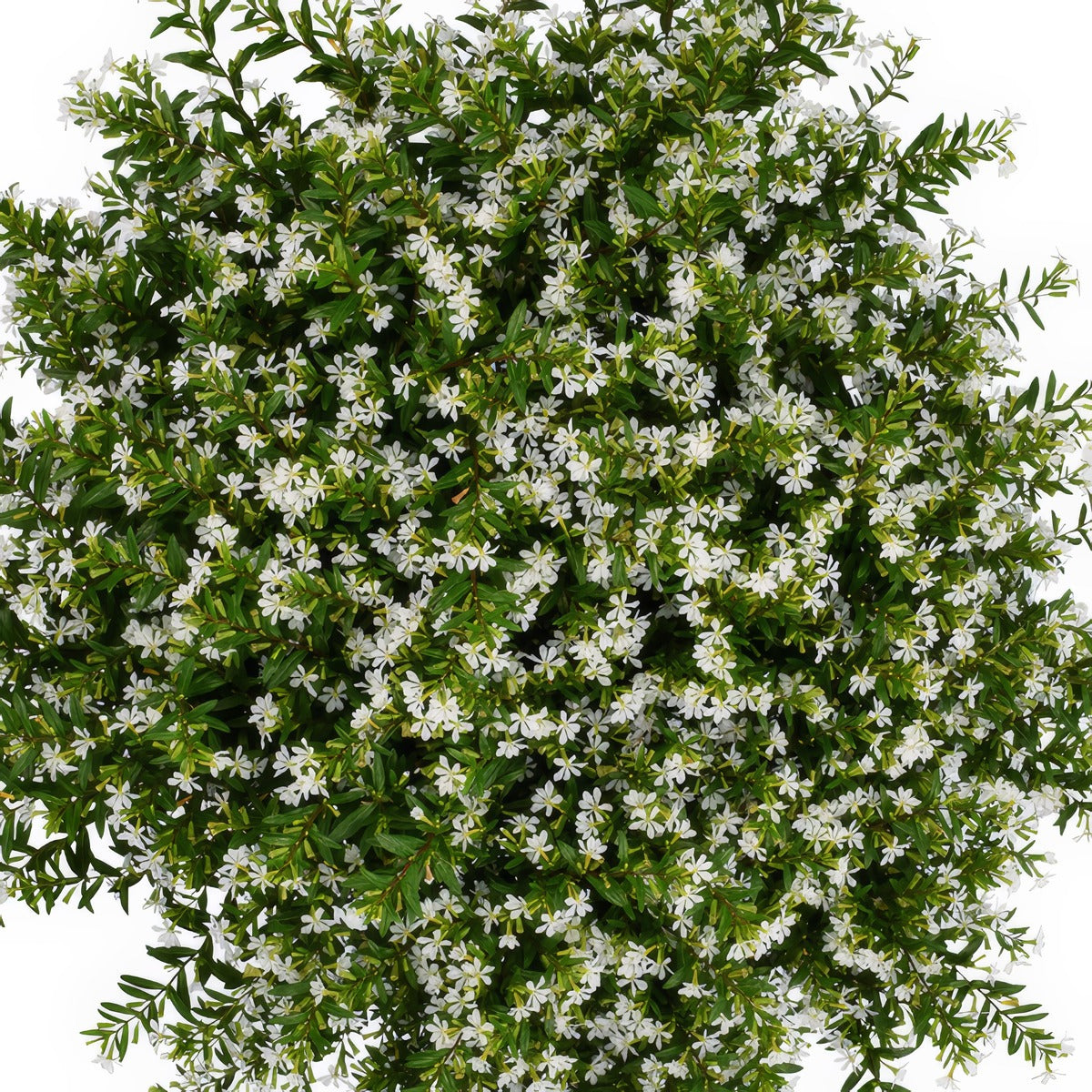 Cuphea Floriglory Maria - Garden Express Australia