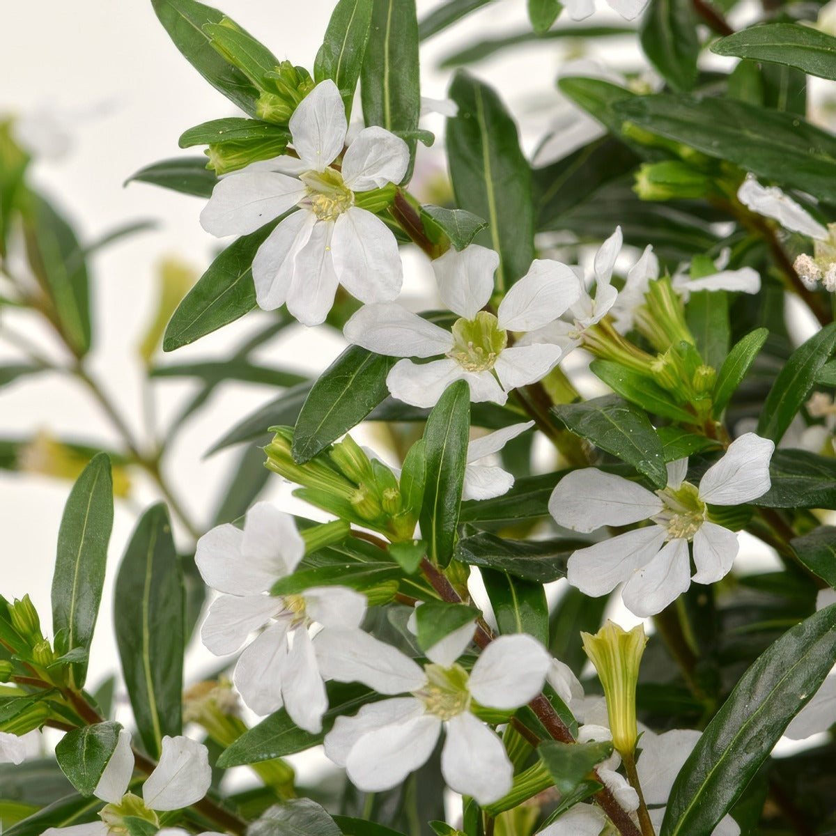 Cuphea Floriglory Maria P14cupfgm - Garden Express Australia