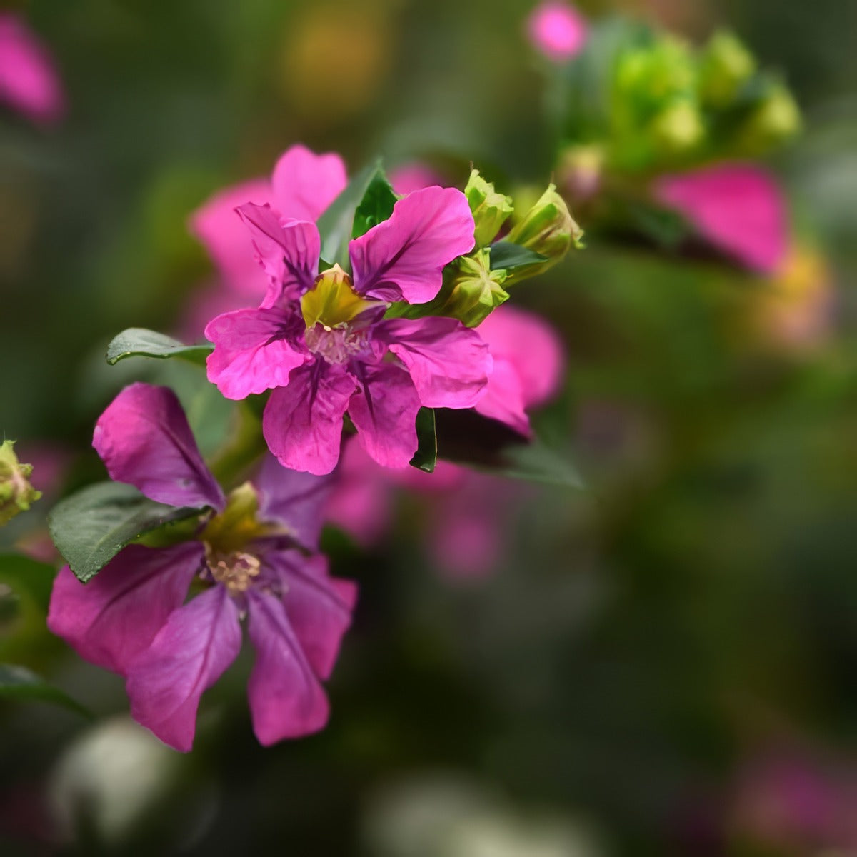 Cuphea Floriglory Selena P14cupfsn - Garden Express Australia