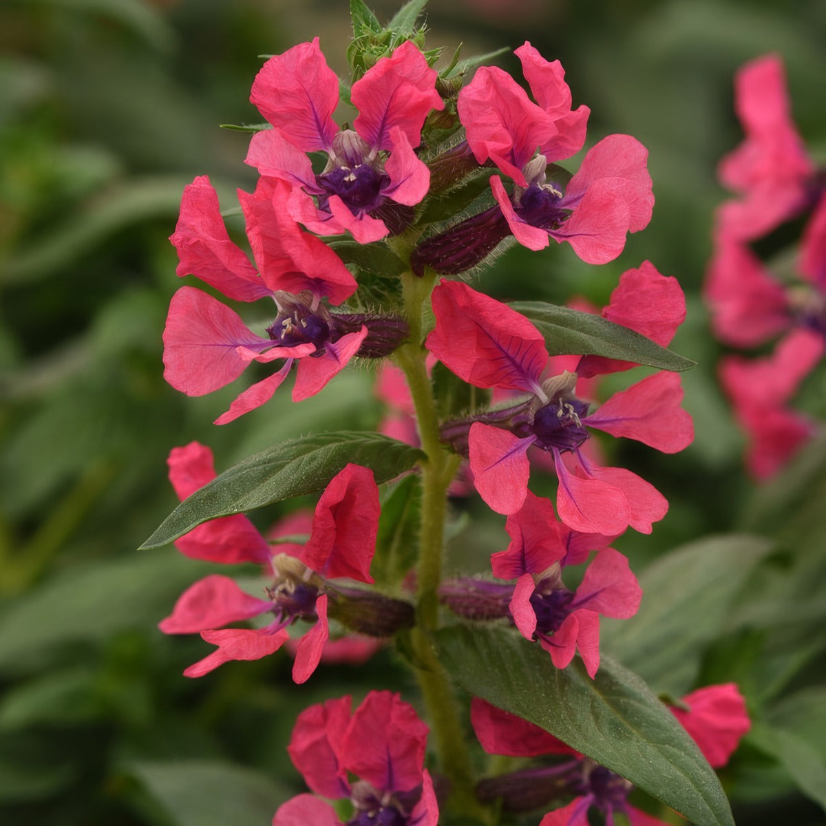 Cuphea Sweet Talk Deep Pink P68cupstp - Garden Express Australia