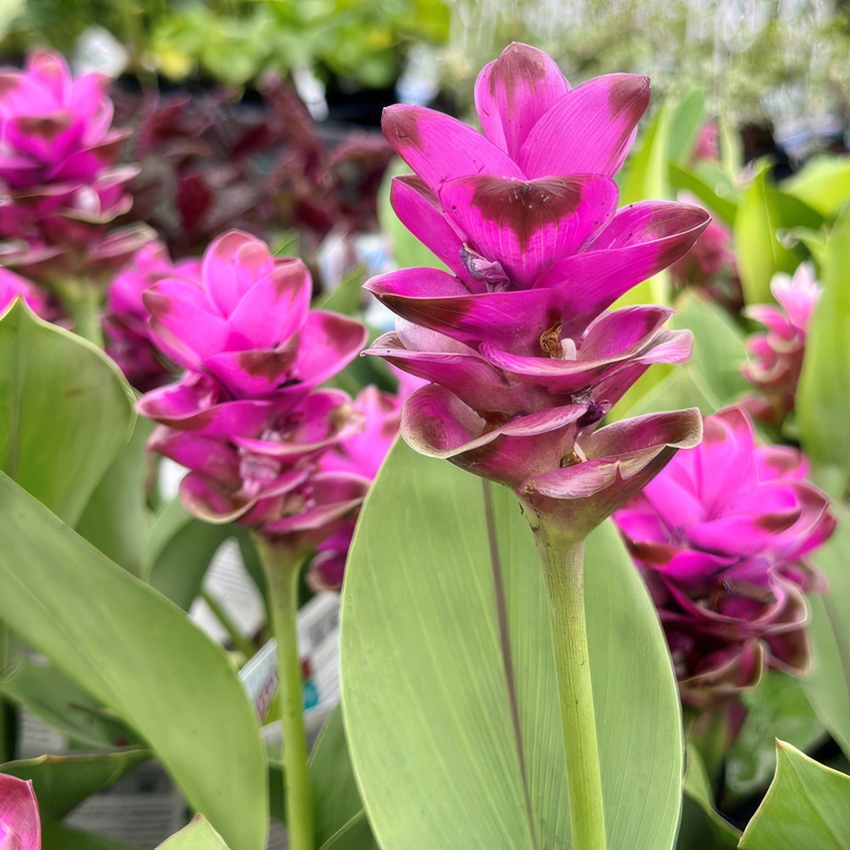 Curcuma Giant Ruby 3 P10curgru - Garden Express Australia