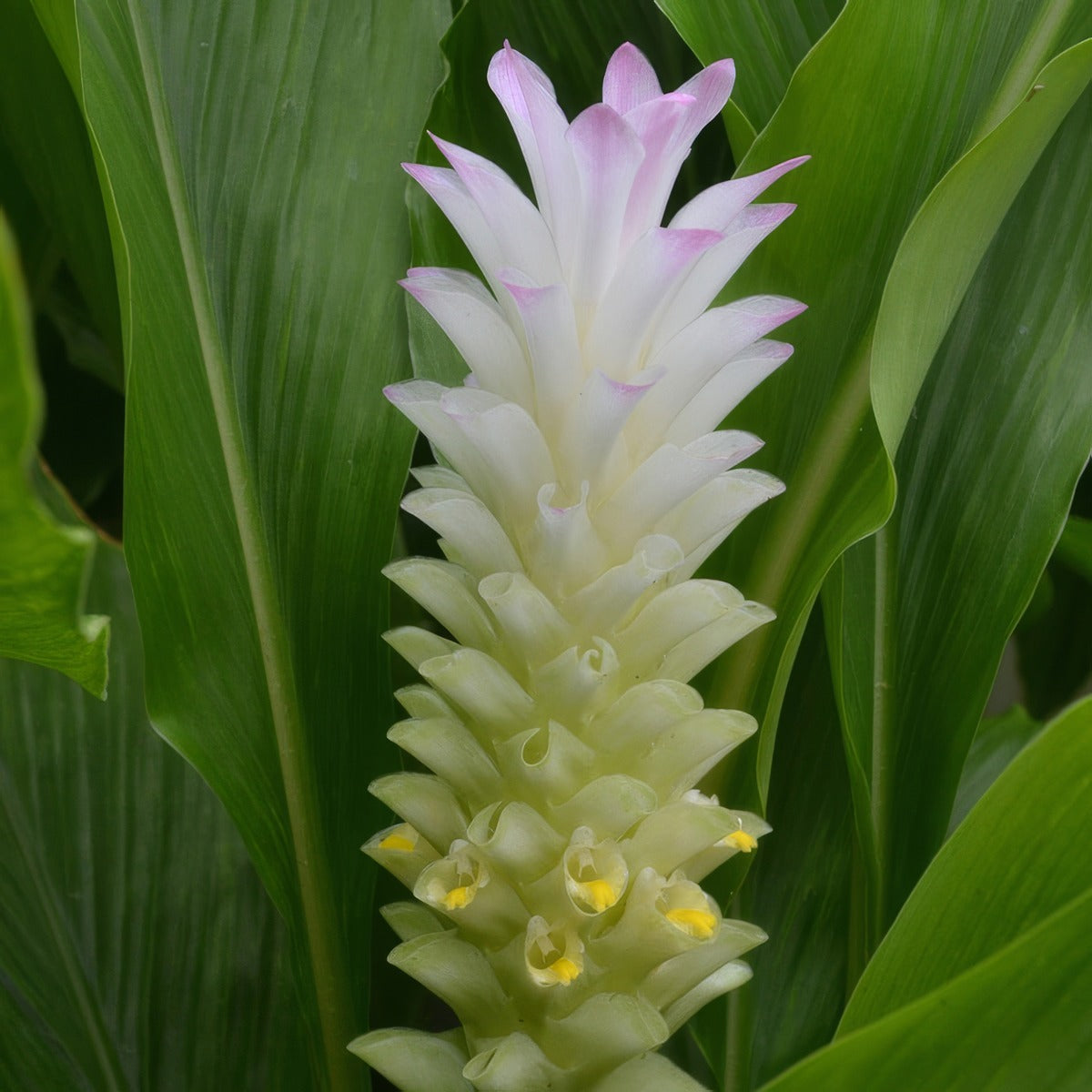 Curcuma Pink Surprise Pkcurpsu - Garden Express Australia