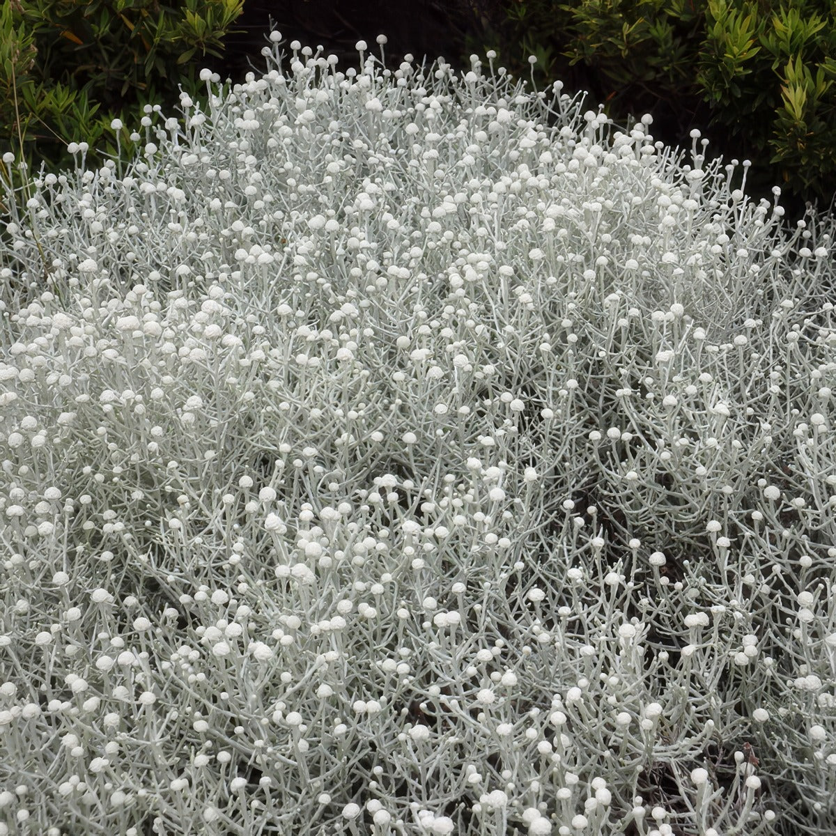 Cushion Bush Lpocusbus - Garden Express Australia