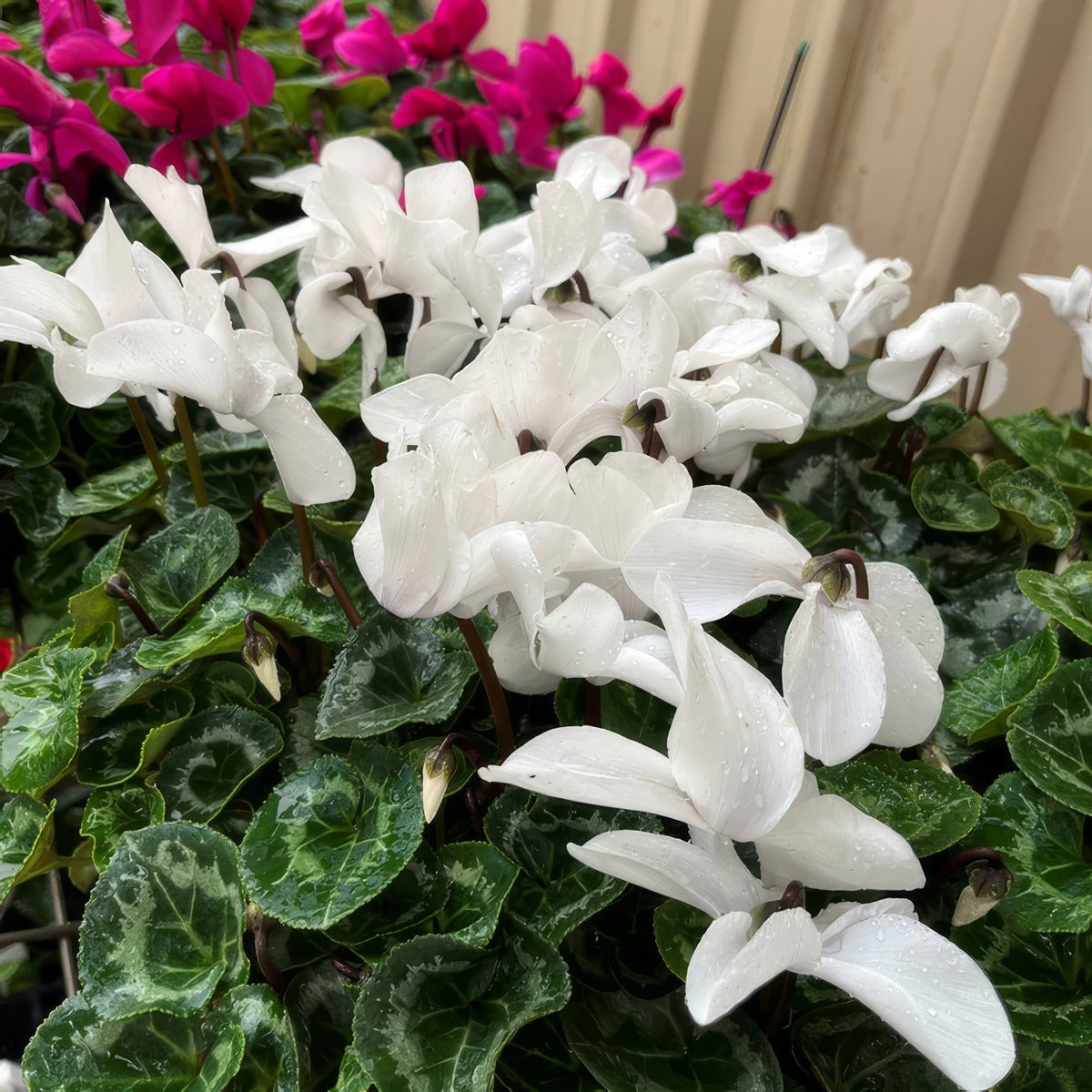 Cyclamen Mammoth Cream White - Garden Express Australia