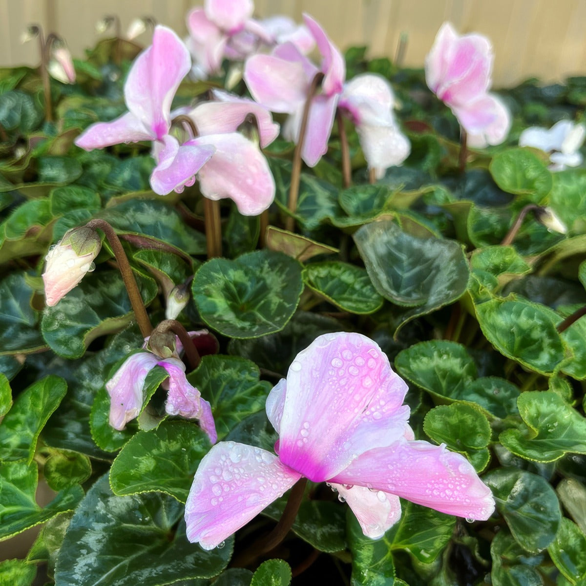 Cyclamen Mammoth Neon Flamed 1 - Garden Express Australia