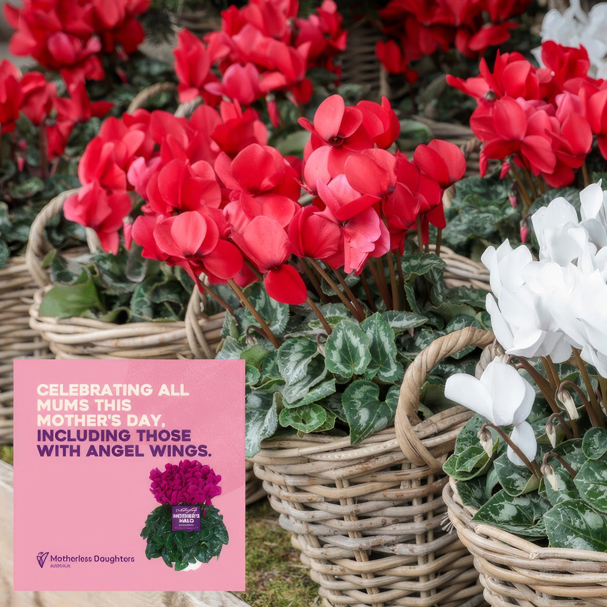 Cyclamen Mothers Halo Red P10cycmhr - Garden Express Australia