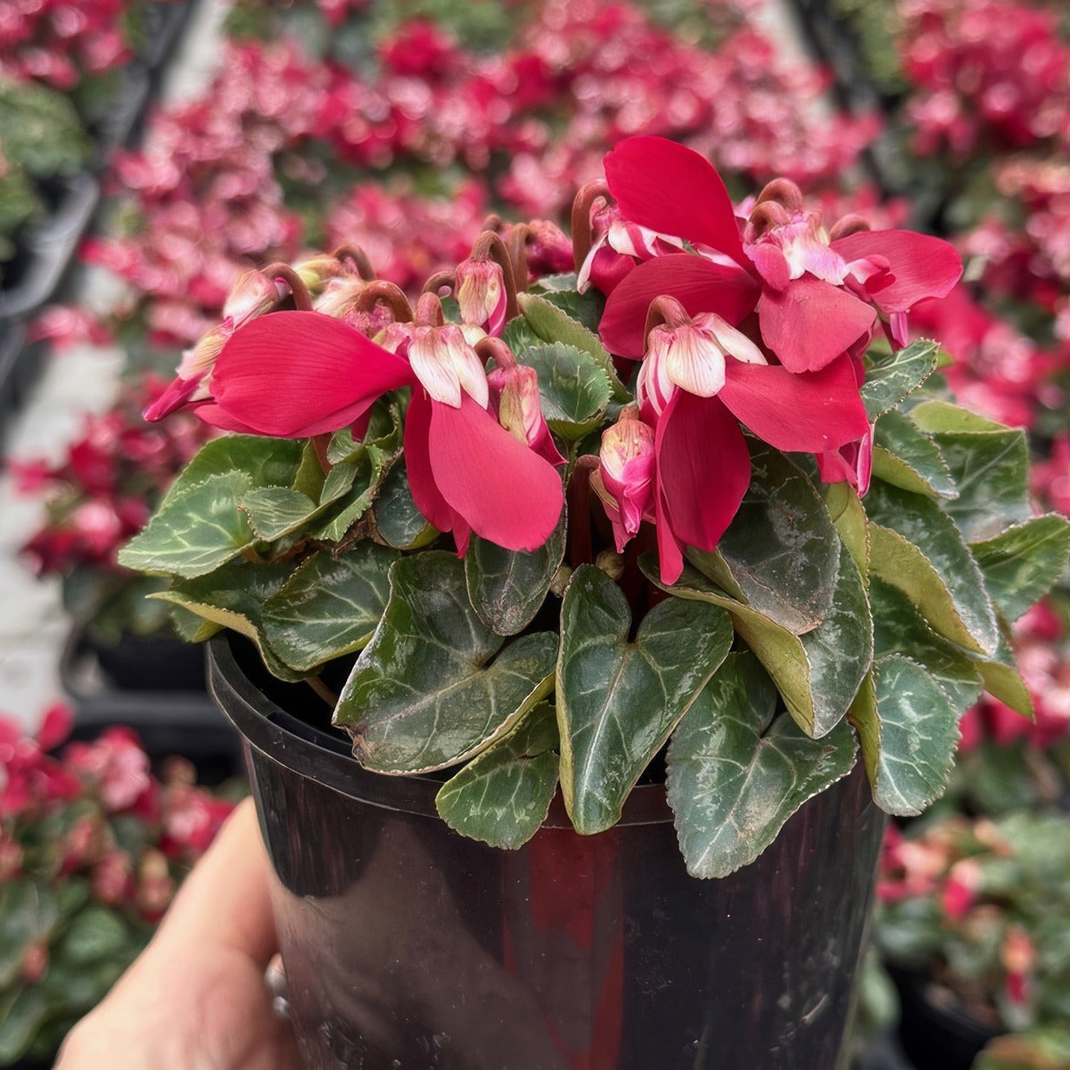 Cyclamen Djix Wine Red - Garden Express Australia