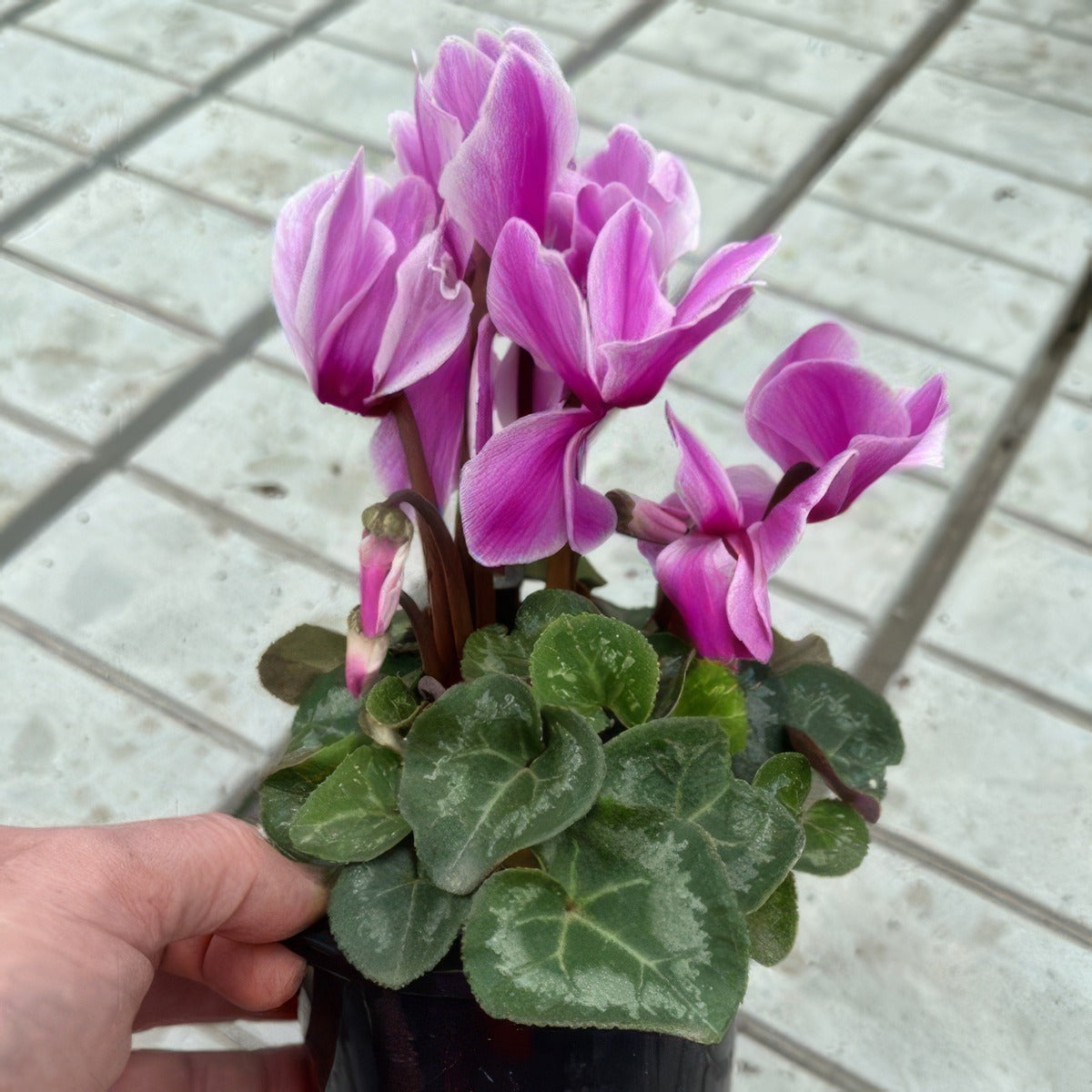 Cyclamen Xxl Violet Flamed - Garden Express Australia