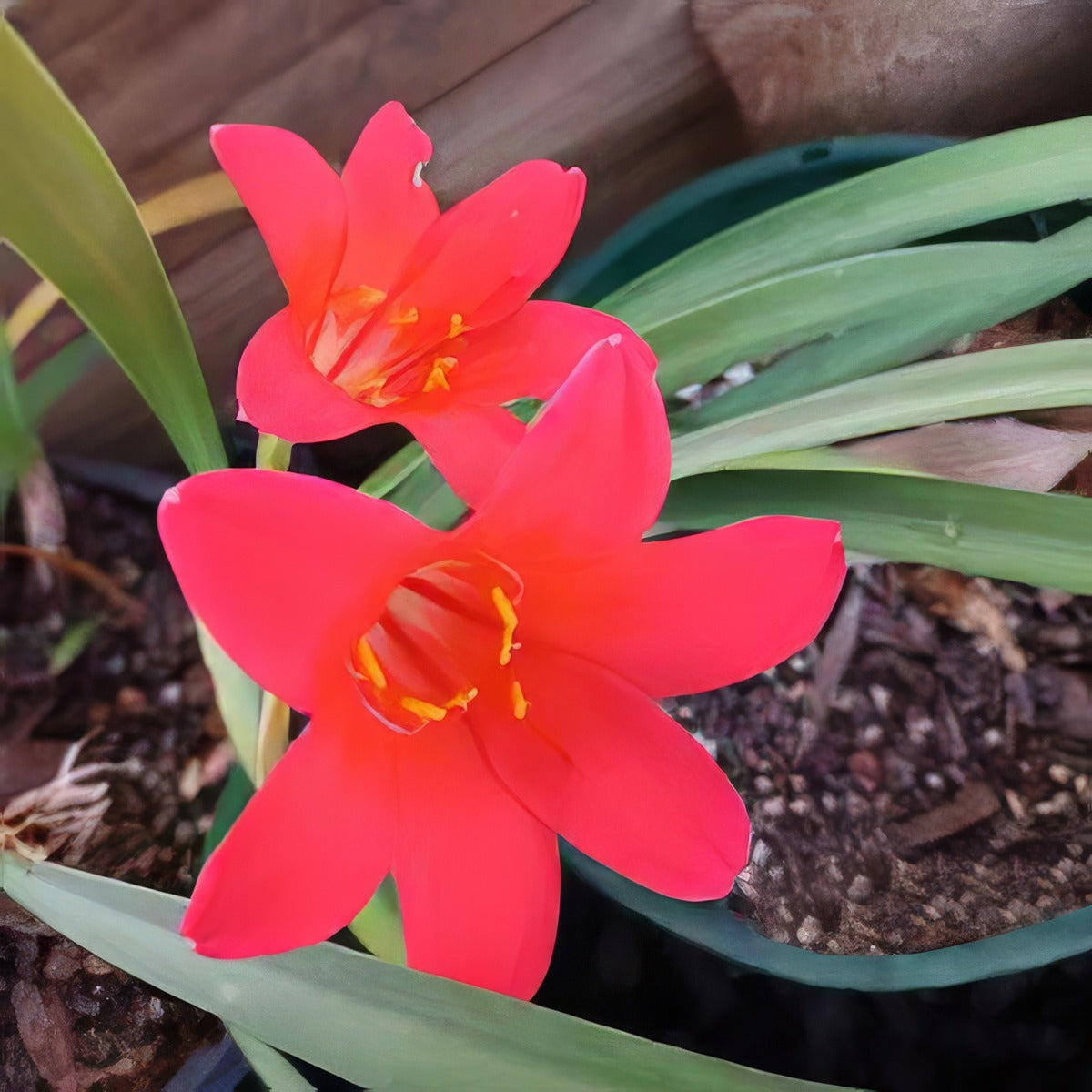 Cyrtanthus Sanguineus - Garden Express Australia