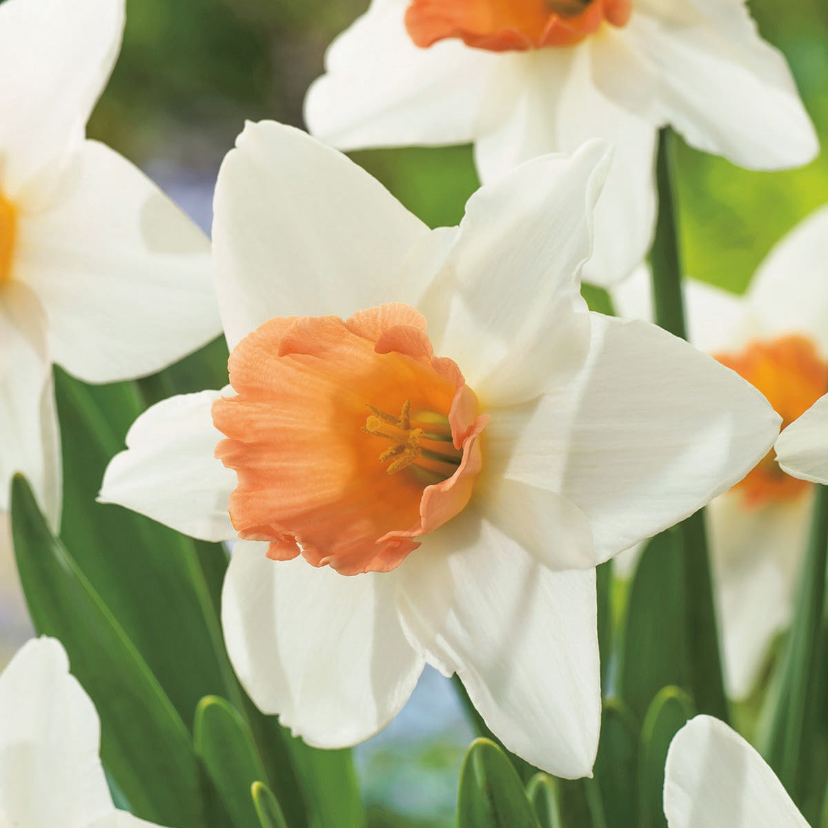 Daffodil Accent 2 Pkdafacc 2025 - Garden Express Australia