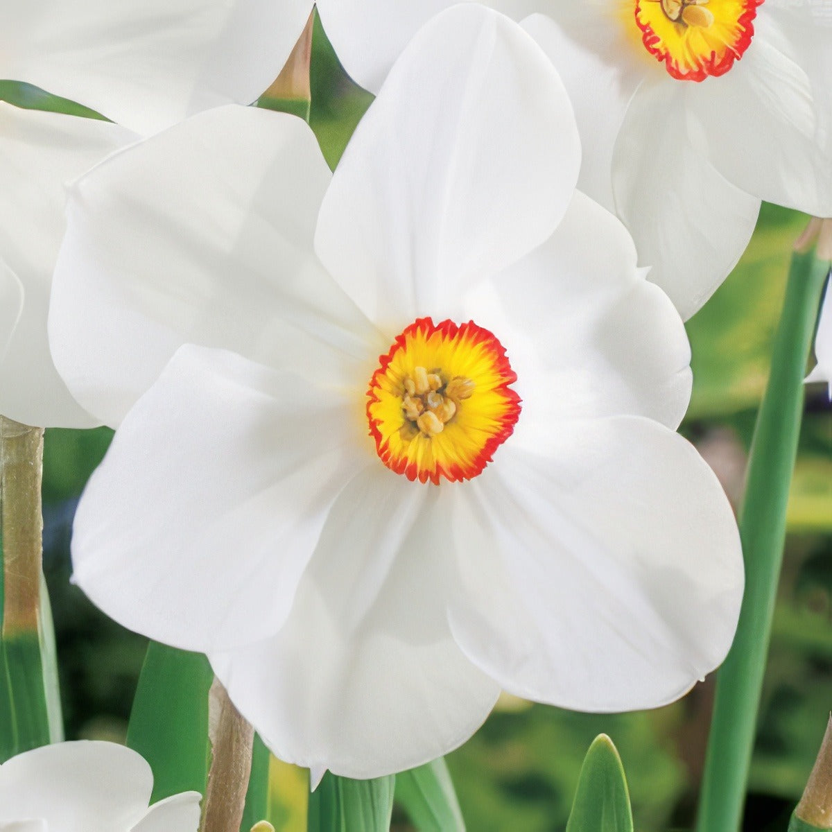 Daffodil Actaea Pkdafact 2025 - Garden Express Australia