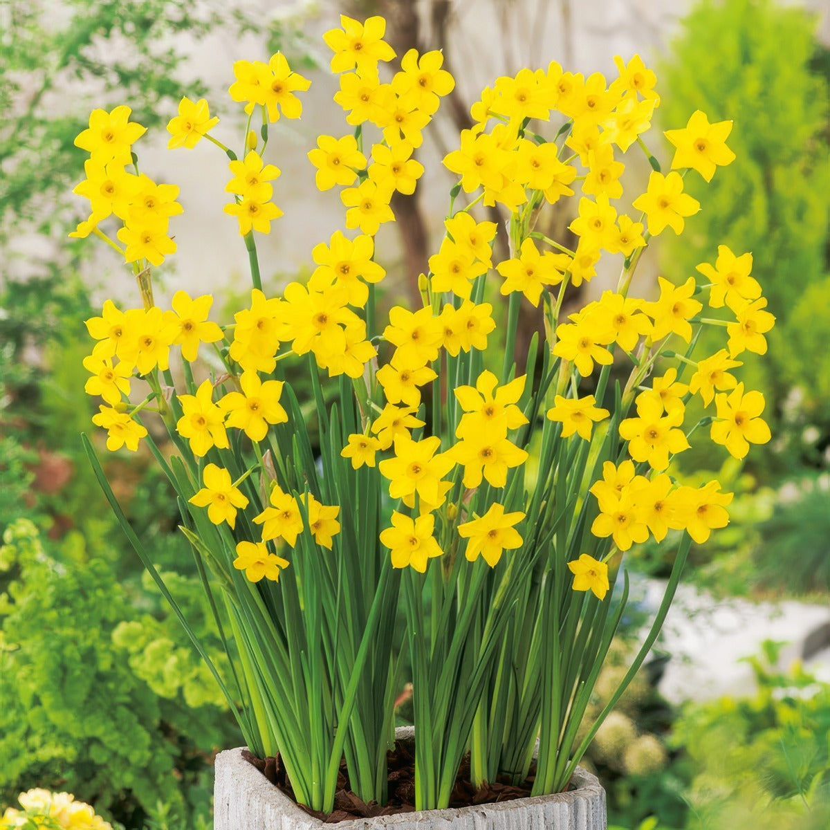 Daffodil Baby Boomer Pkdafbbo 2 2025 - Garden Express Australia