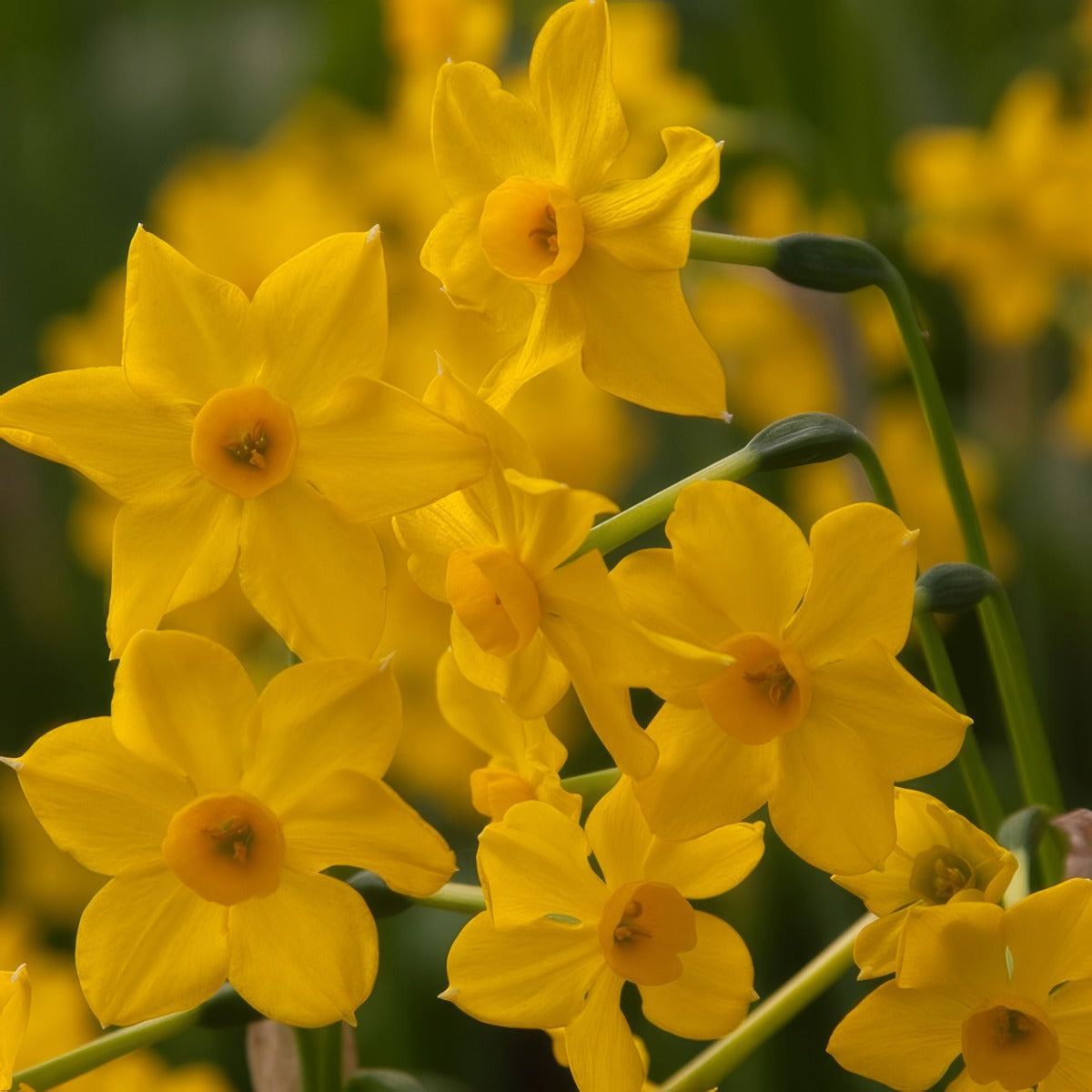Daffodil Baby Boomer Pkdafbbo 2025 - Garden Express Australia