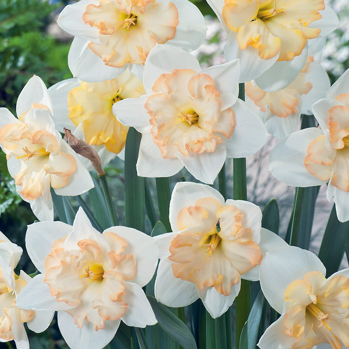Daffodil Changing Colours Pkdafcco 2025 - Garden Express Australia