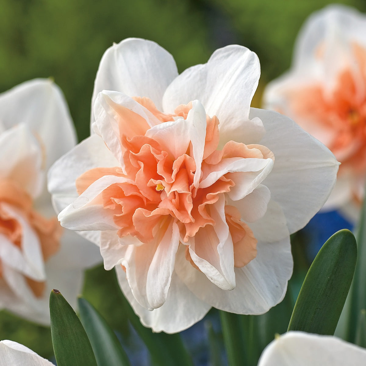 Daffodil Delnashaugh Pkdafdel 2025 - Garden Express Australia