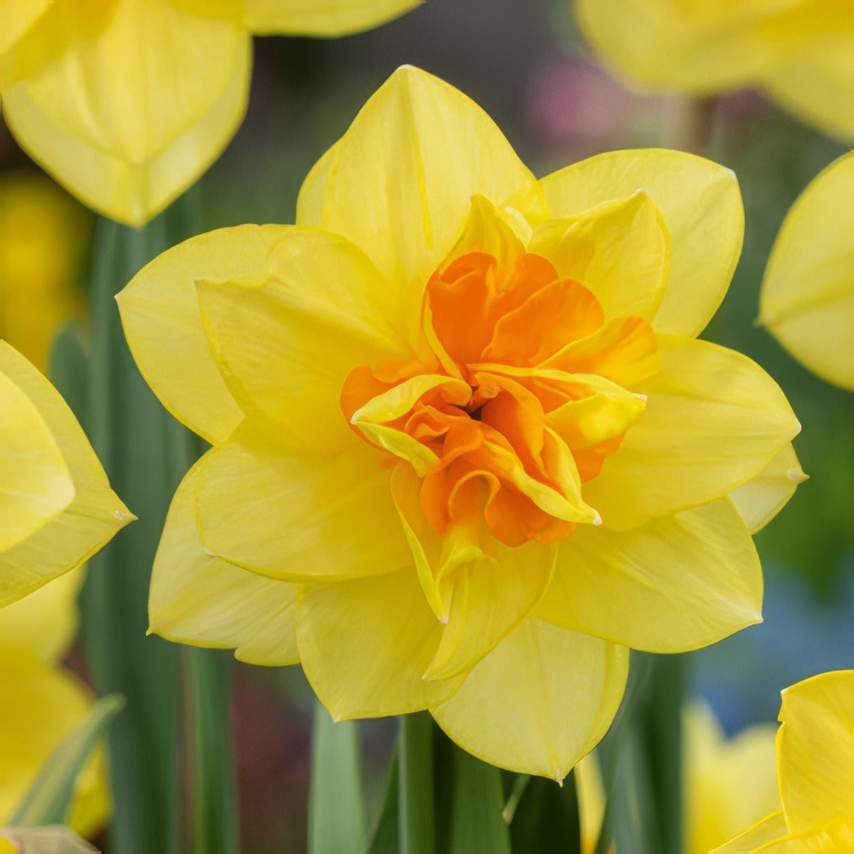 Daffodil Double Fashion Pkdafdfa 2025 - Garden Express Australia