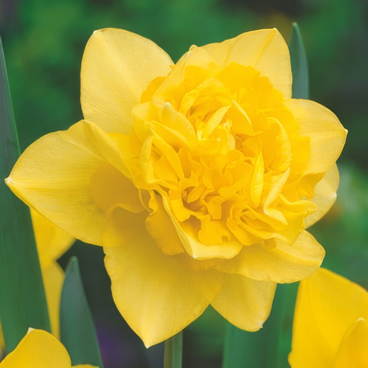 Daffodil Dick Wilden Pkdafdwi 2025 - Garden Express Australia