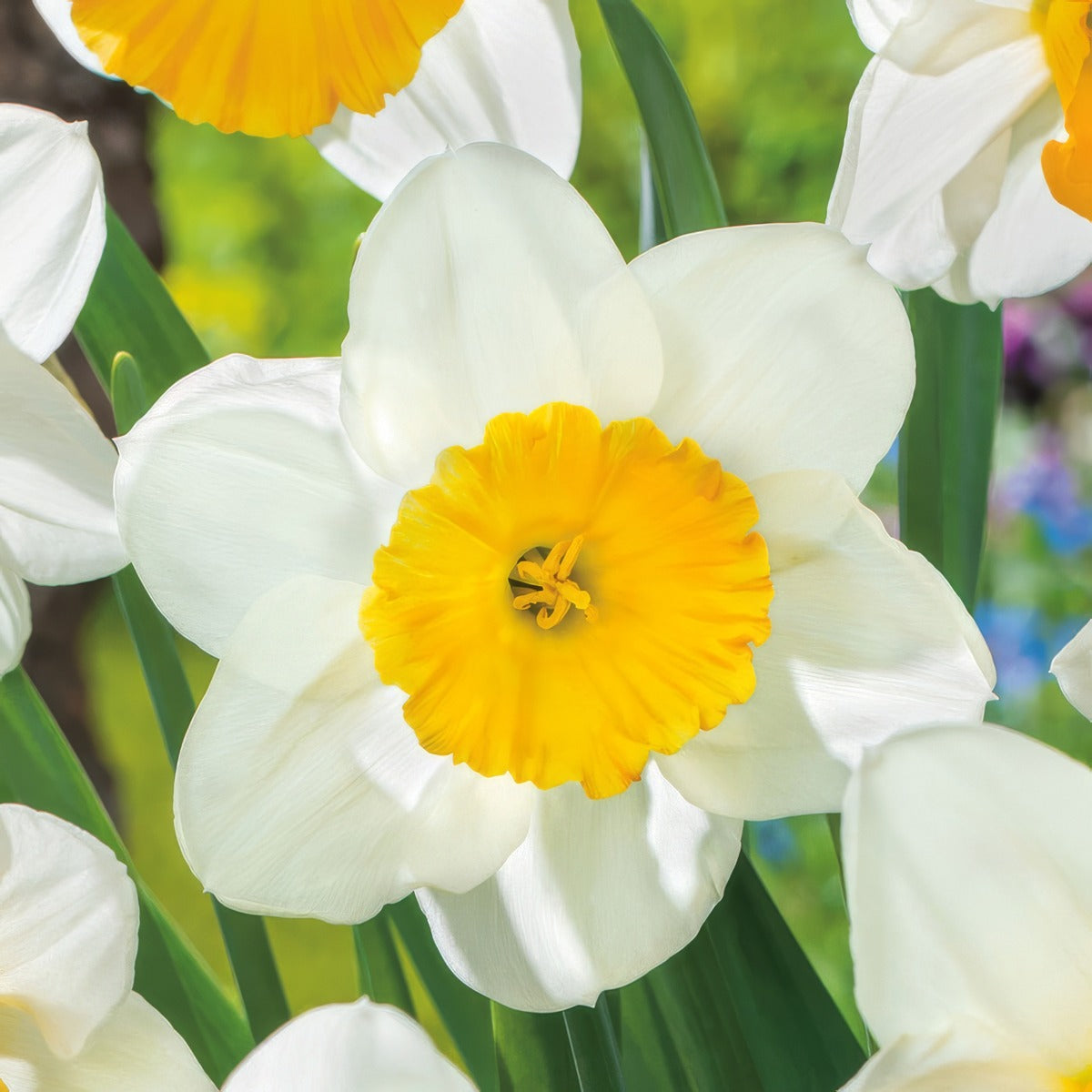 Daffodil Fragrant Breeze Pkdaffbr 2025 - Garden Express Australia