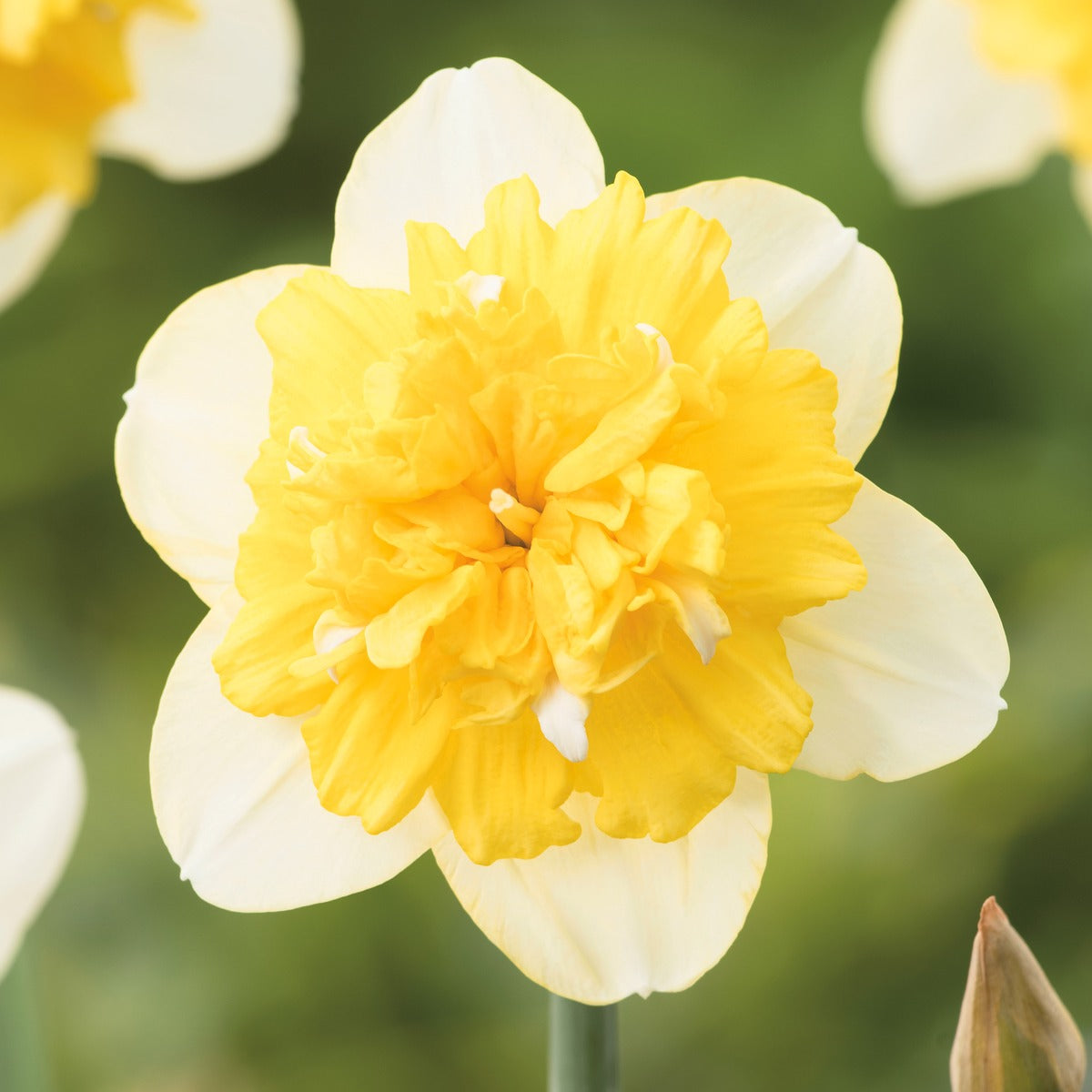 Daffodil Full House 2 Pkdaffho 2025 - Garden Express Australia