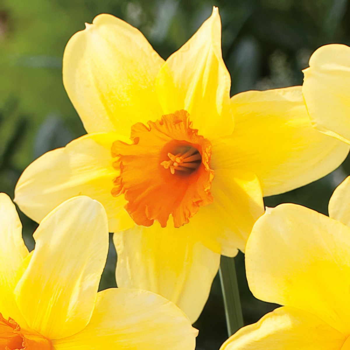 Daffodil Fortissimo Pkdaffor 2025 - Garden Express Australia