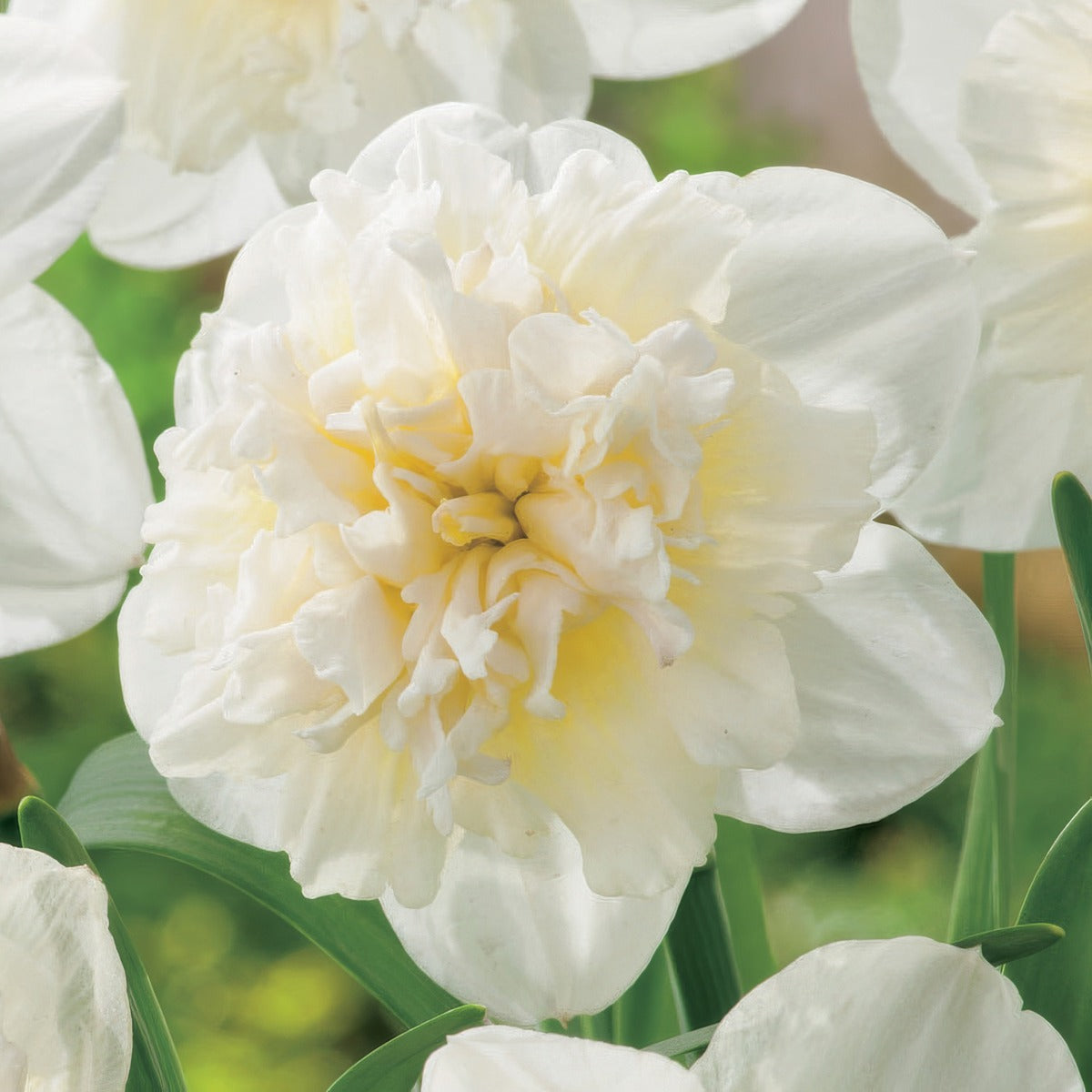 Daffodil Ice King Pkdafiki 2025 - Garden Express Australia