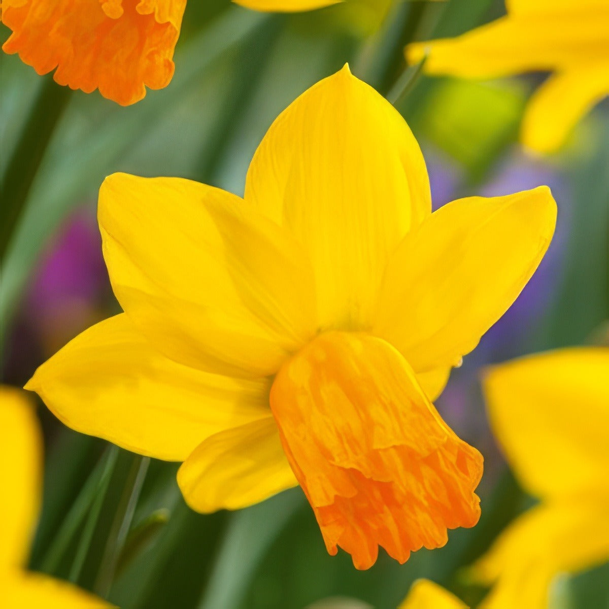 Daffodil Jetfire Pkdafjfi 2025 - Garden Express Australia