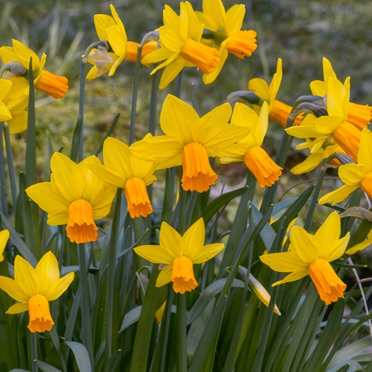 Daffodil Jetfire Pkdafjfi 2025 - Garden Express Australia