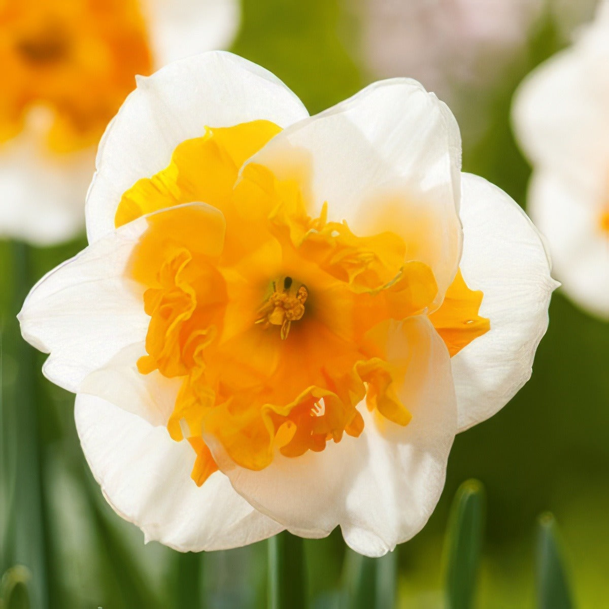 Daffodil Love Call Pkdaflca 2025 - Garden Express Australia
