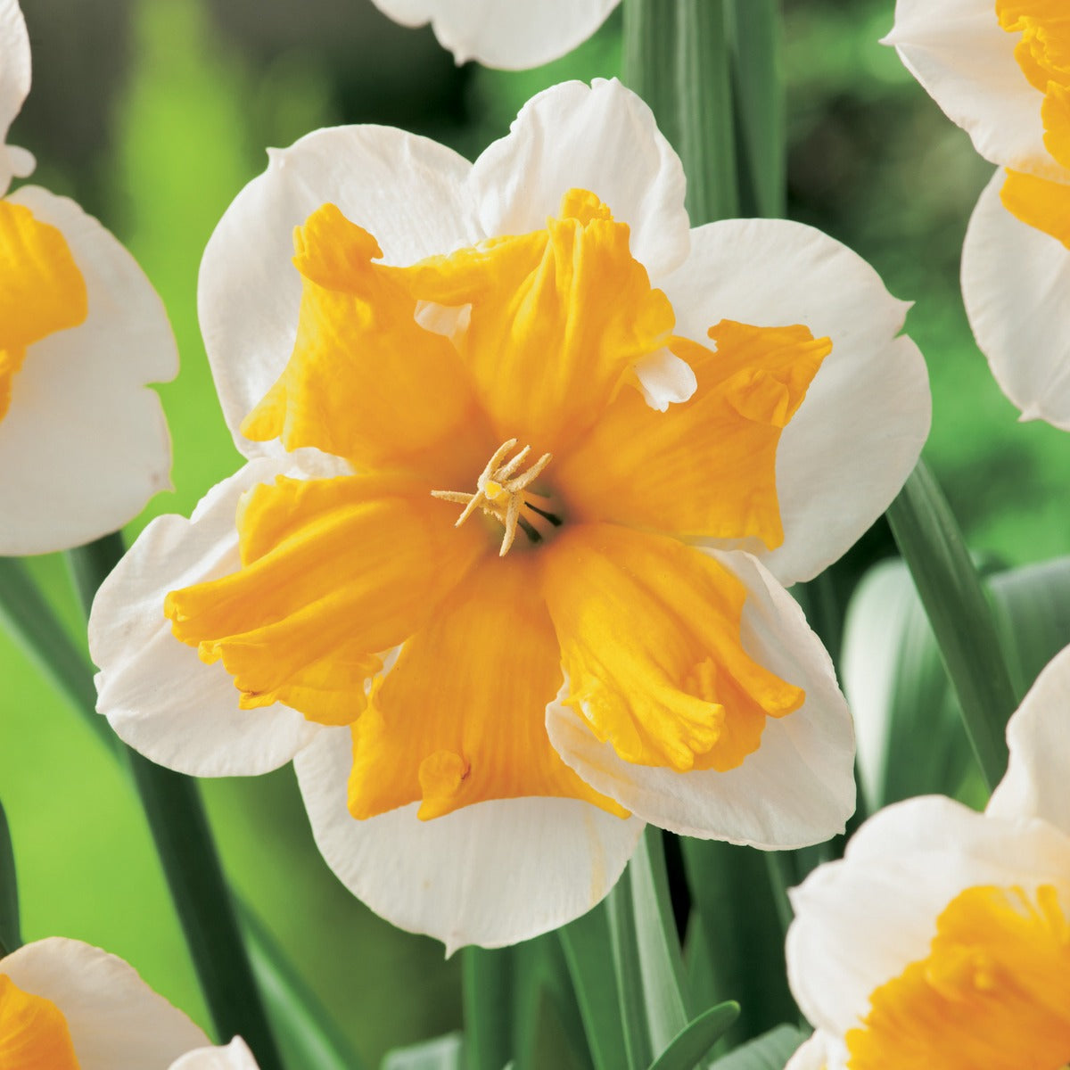 Daffodil Orangery Pkdafora 2025 - Garden Express Australia