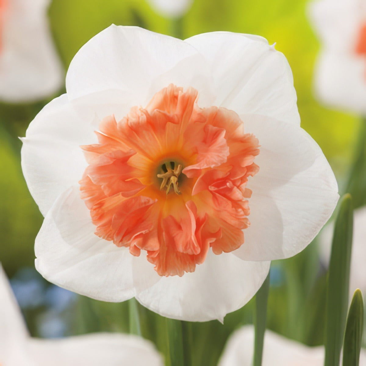 Daffodil Precocious 2019 Pkdafpre - Garden Express Australia