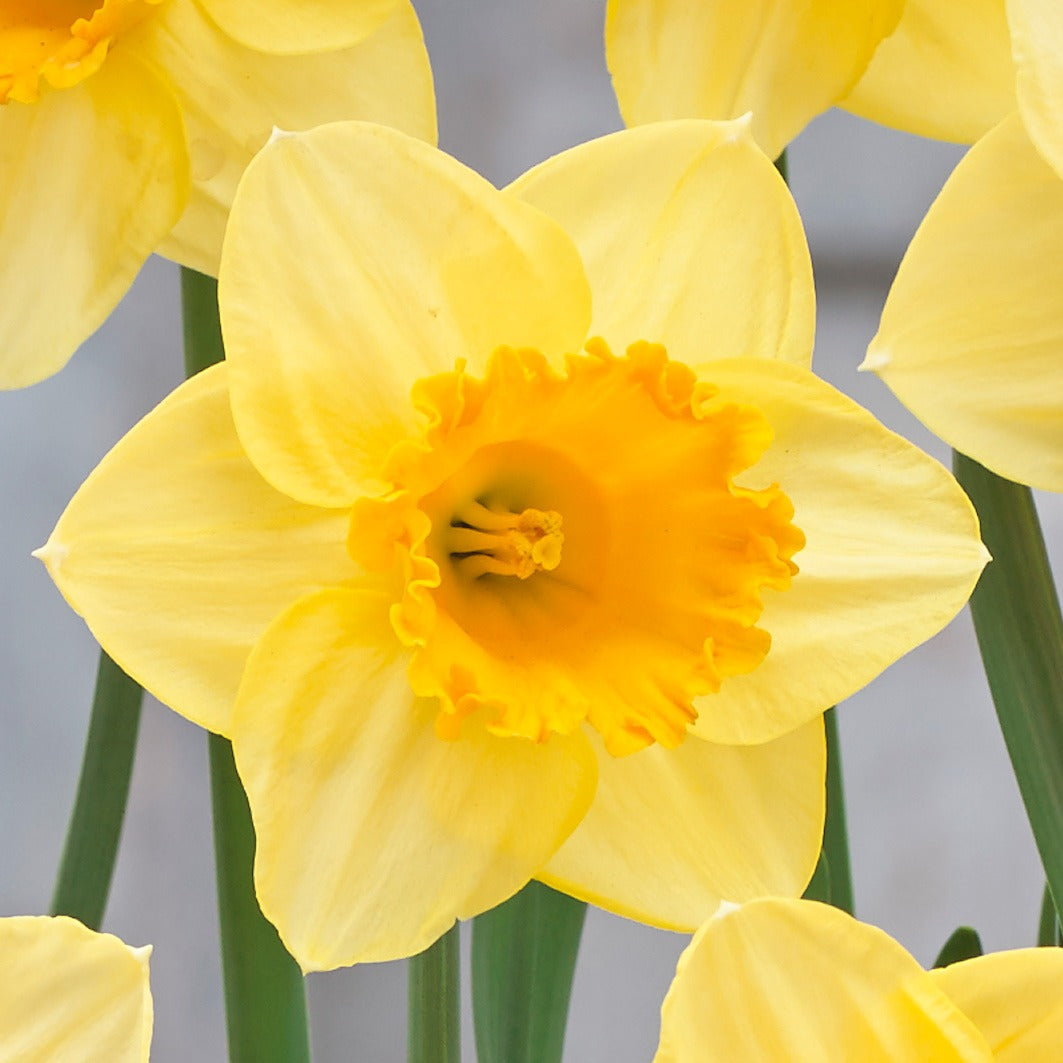 Daffodil Signor Pkdafsig 2025 - Garden Express Australia