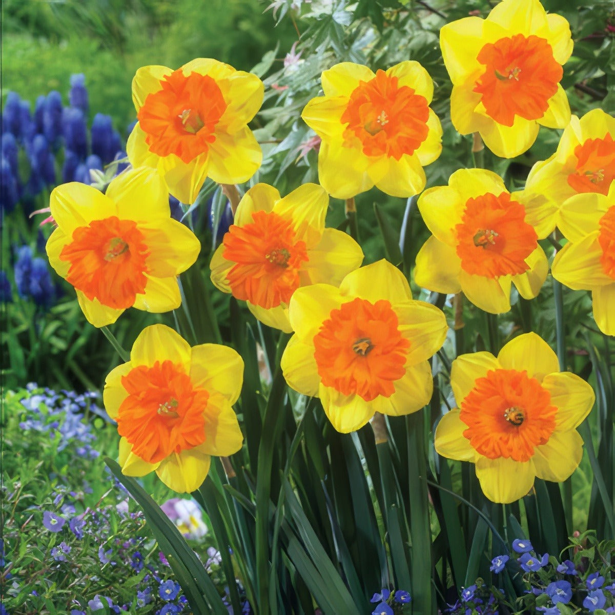 Daffodil Sunlover Pkdafsun - Garden Express Australia