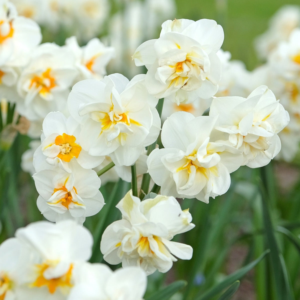 Daffodil Sir Winston Churchill 2 Pkdafswi 2025 - Garden Express Australia