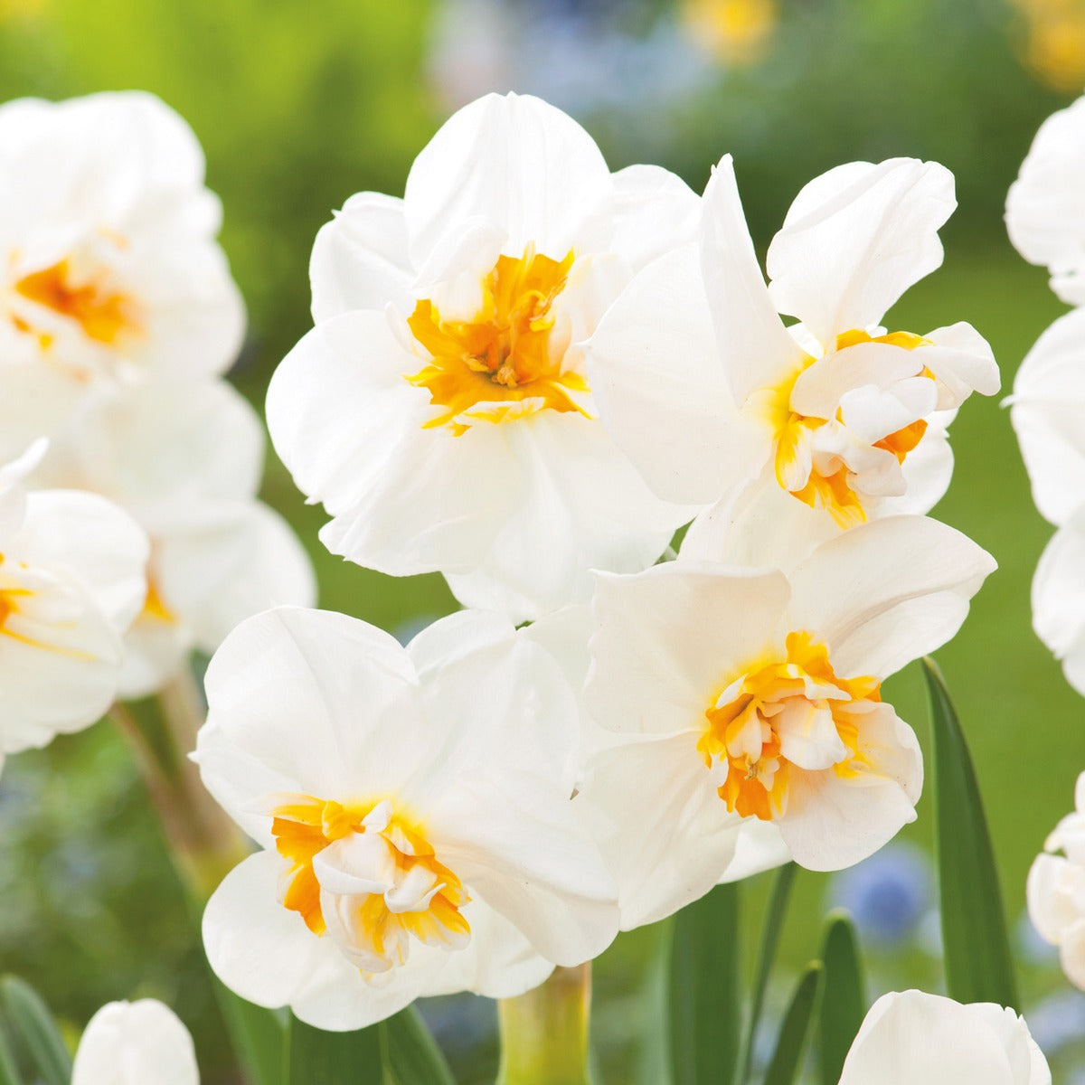 Daffodil Sir Winston Churchill Pkdafswi 2025 - Garden Express Australia