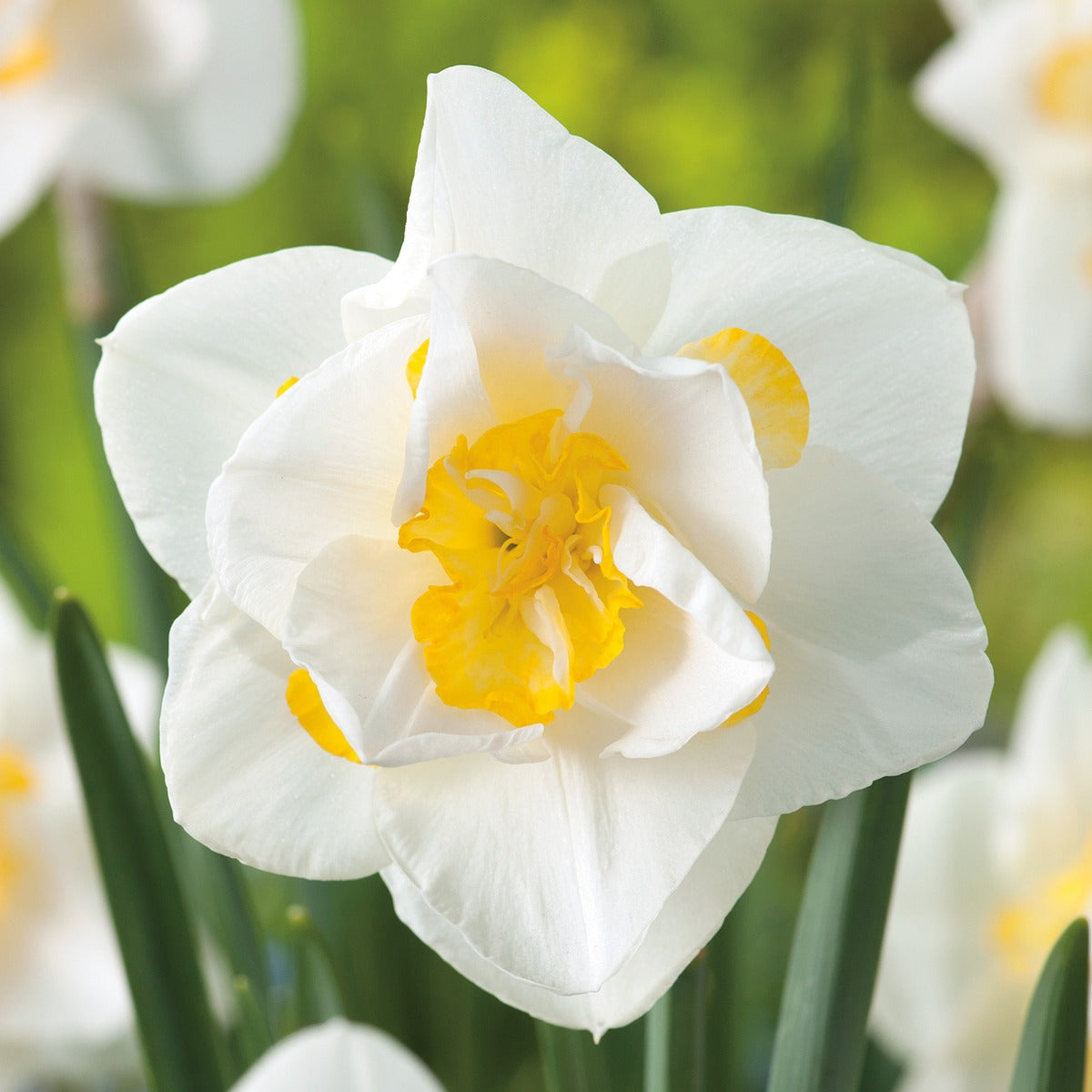 Daffodil White Lion Pkdafwli 2025 - Garden Express Australia