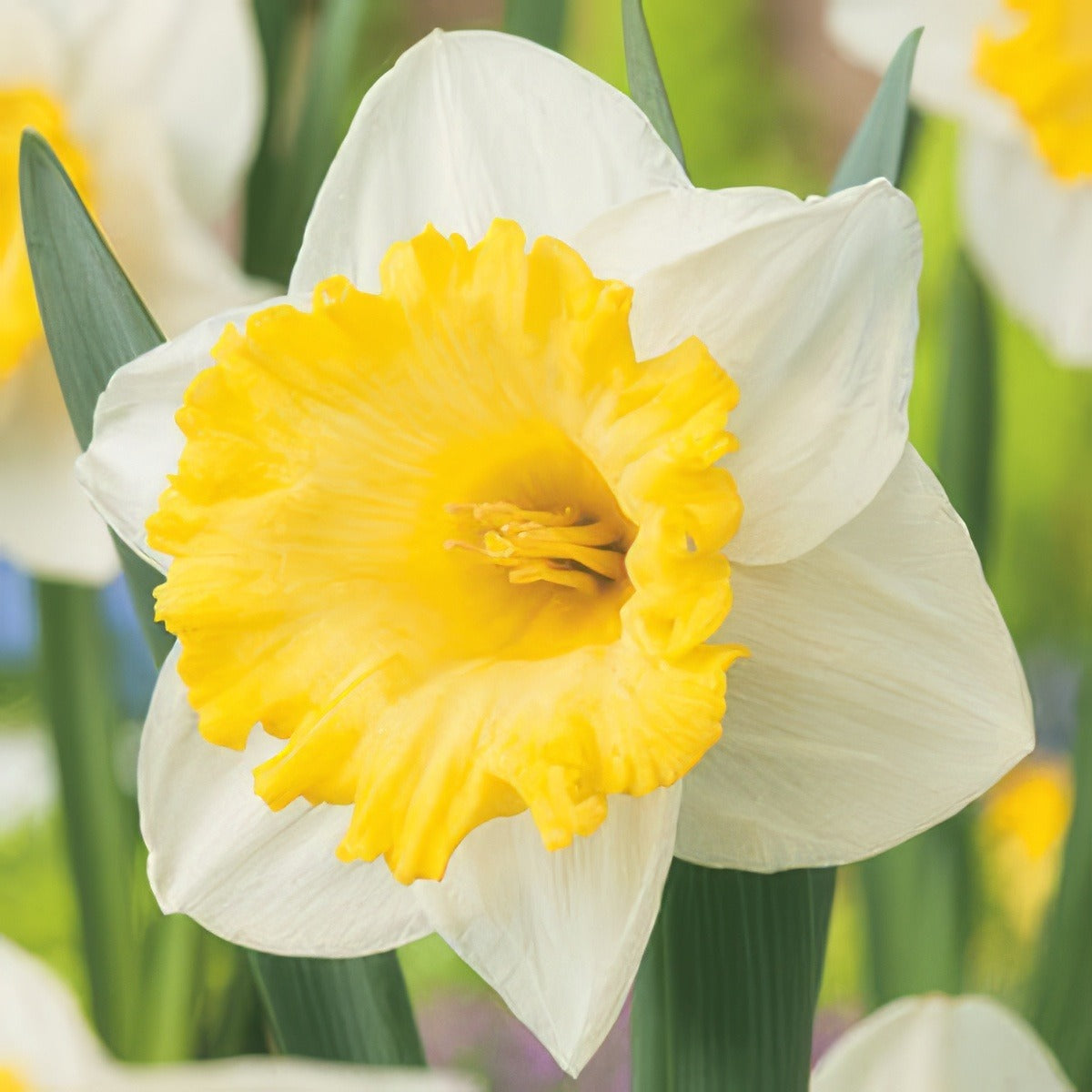 Daffodil Las Vegas Pkdaflve 2018 - Garden Express Australia