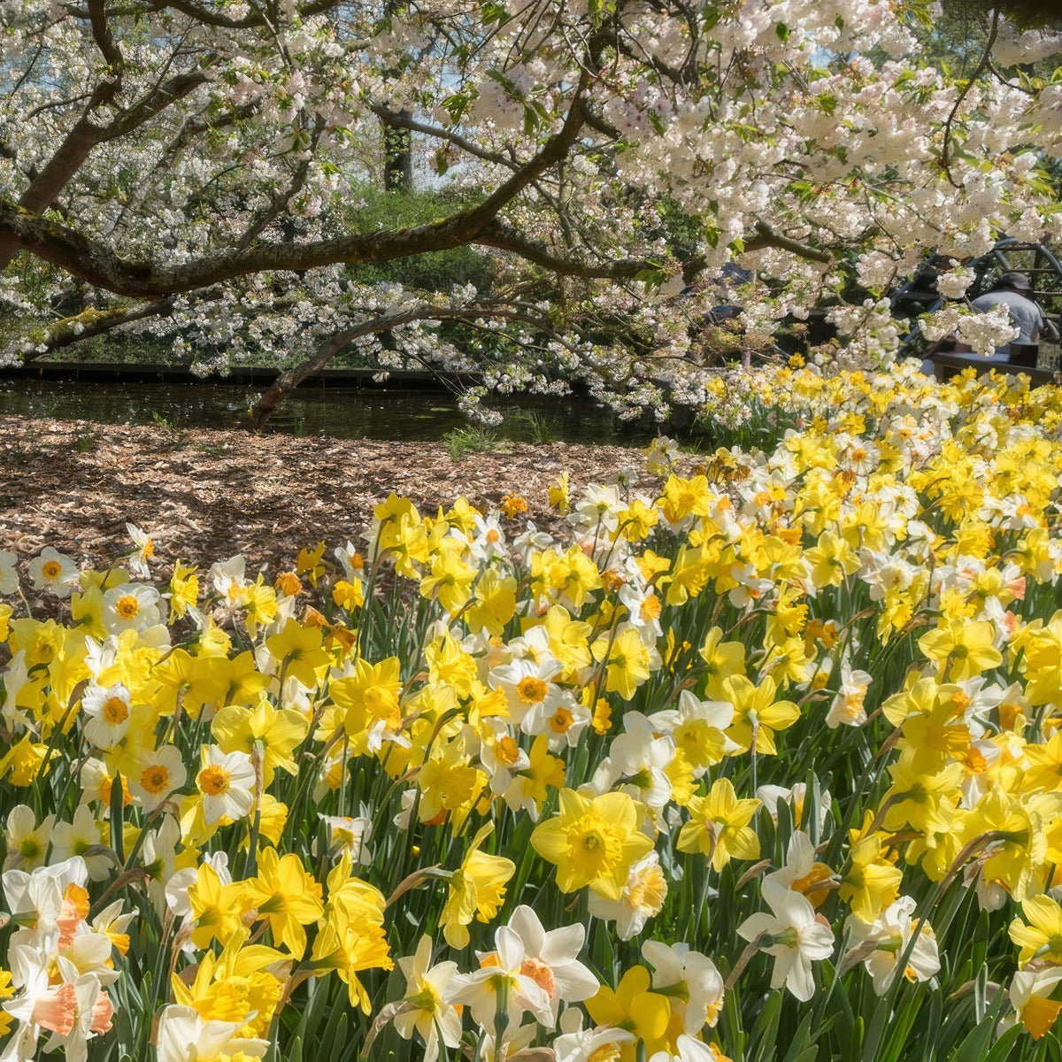 Daffodil Mixed 2 Pkdafmxd 2026 - Garden Express Australia