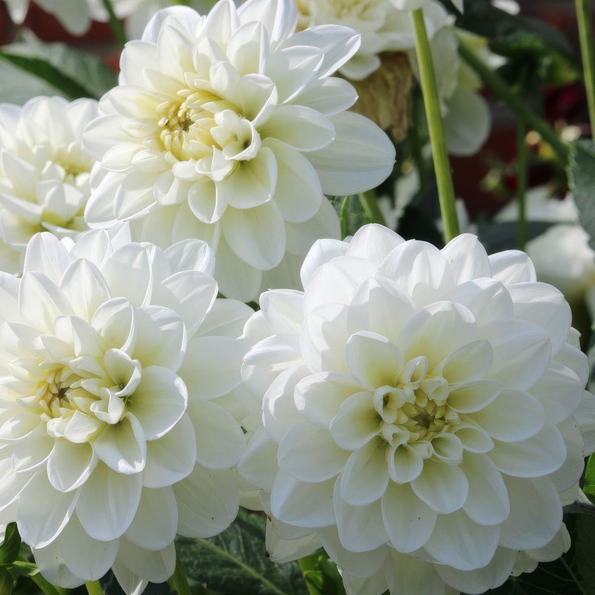 Dahlia Grandalia White P68dahgwh - Garden Express Australia
