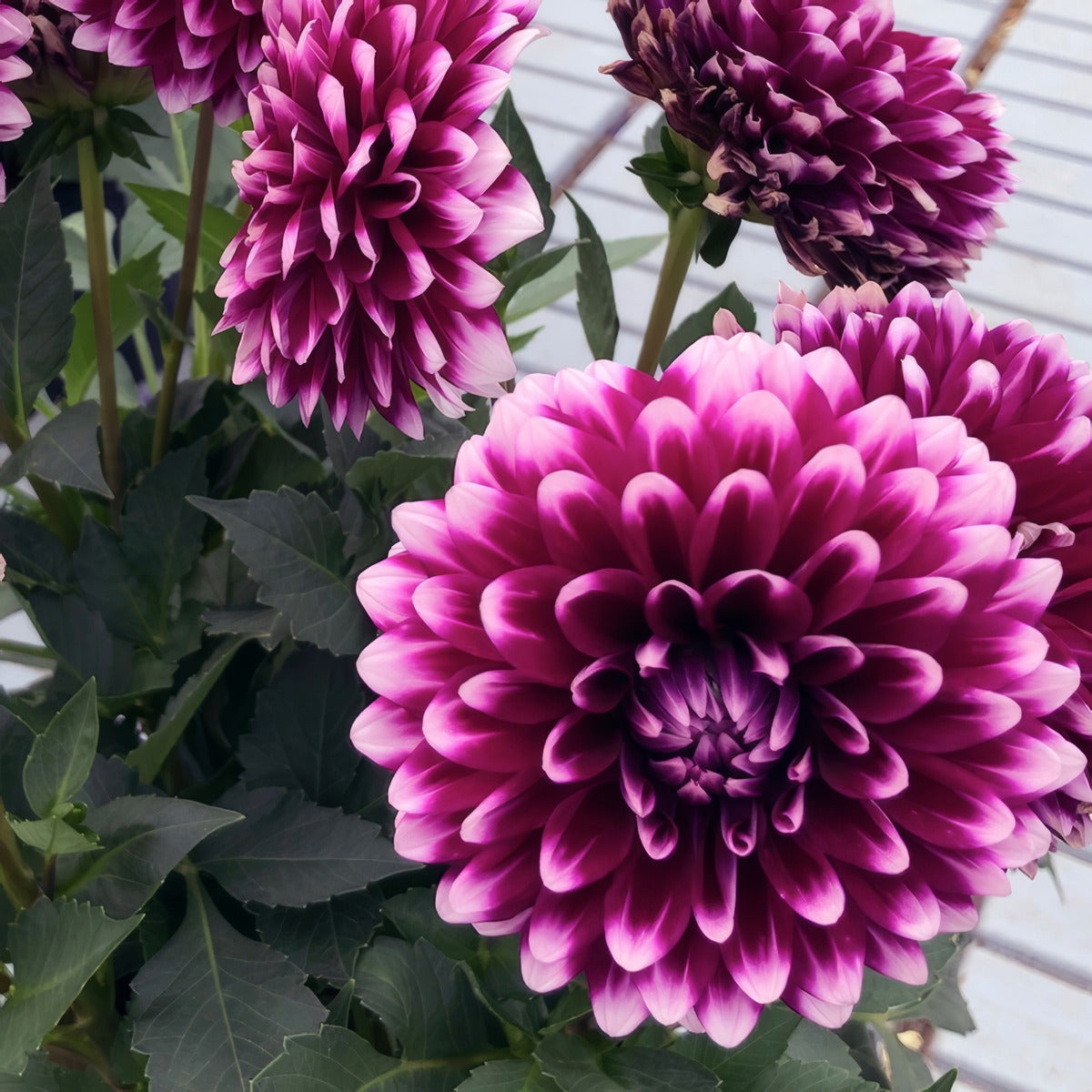 Dahlia Dalina Cancun Ppldahdcc - Garden Express Australia