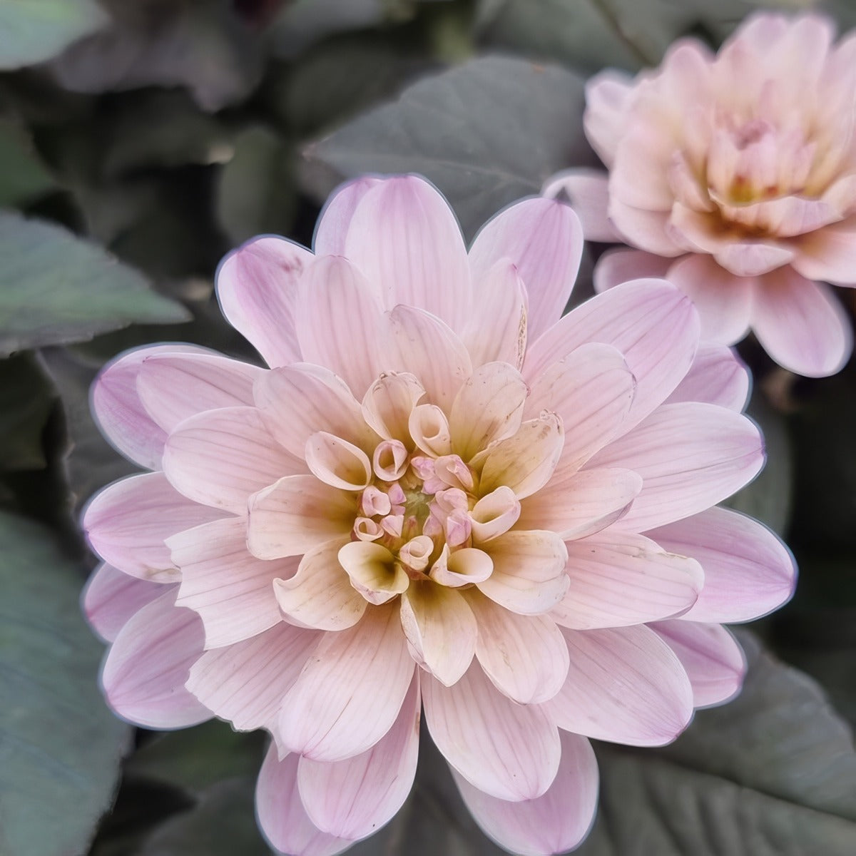 Dahlia Dreamy Double Rose - Garden Express Australia