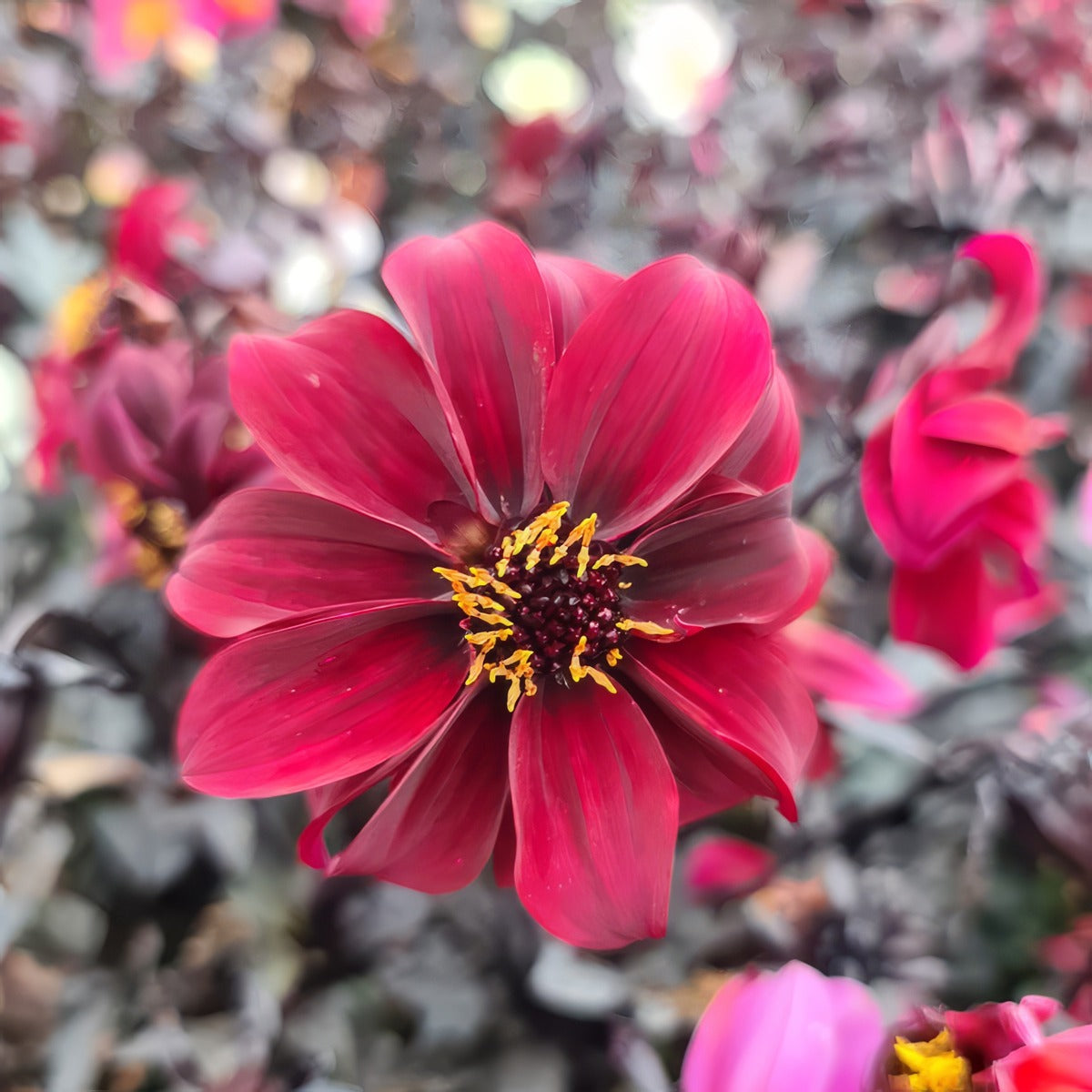 Dahlia Dreamy Hot Chocolate 1 P75dahdhc - Garden Express Australia