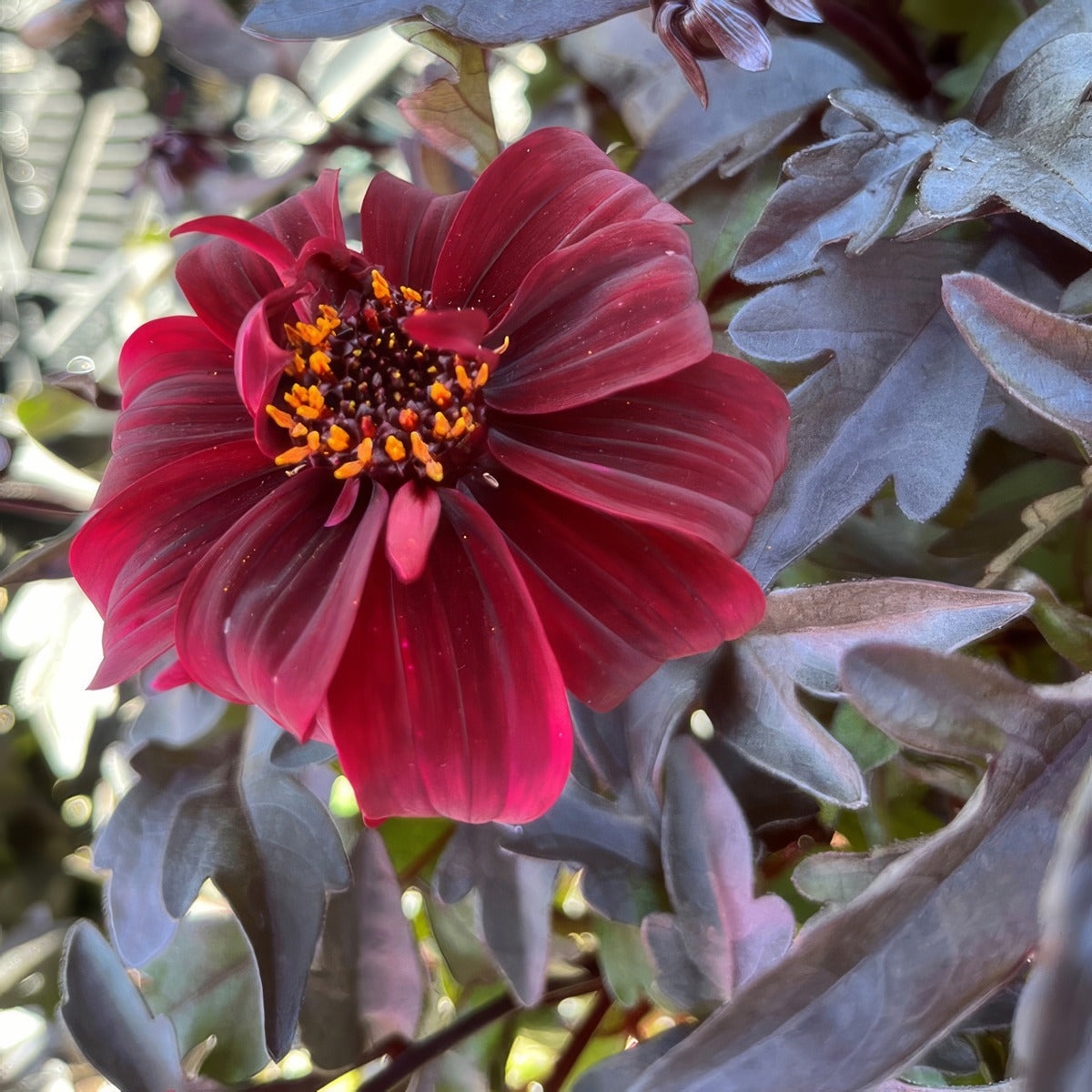 Dahlia Dreamy Hot Chocolate 1 - Garden Express Australia