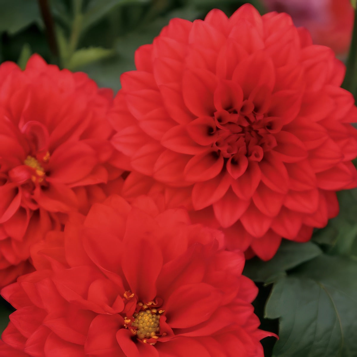 Dahlia Dalina Topia Ppldahdtp - Garden Express Australia