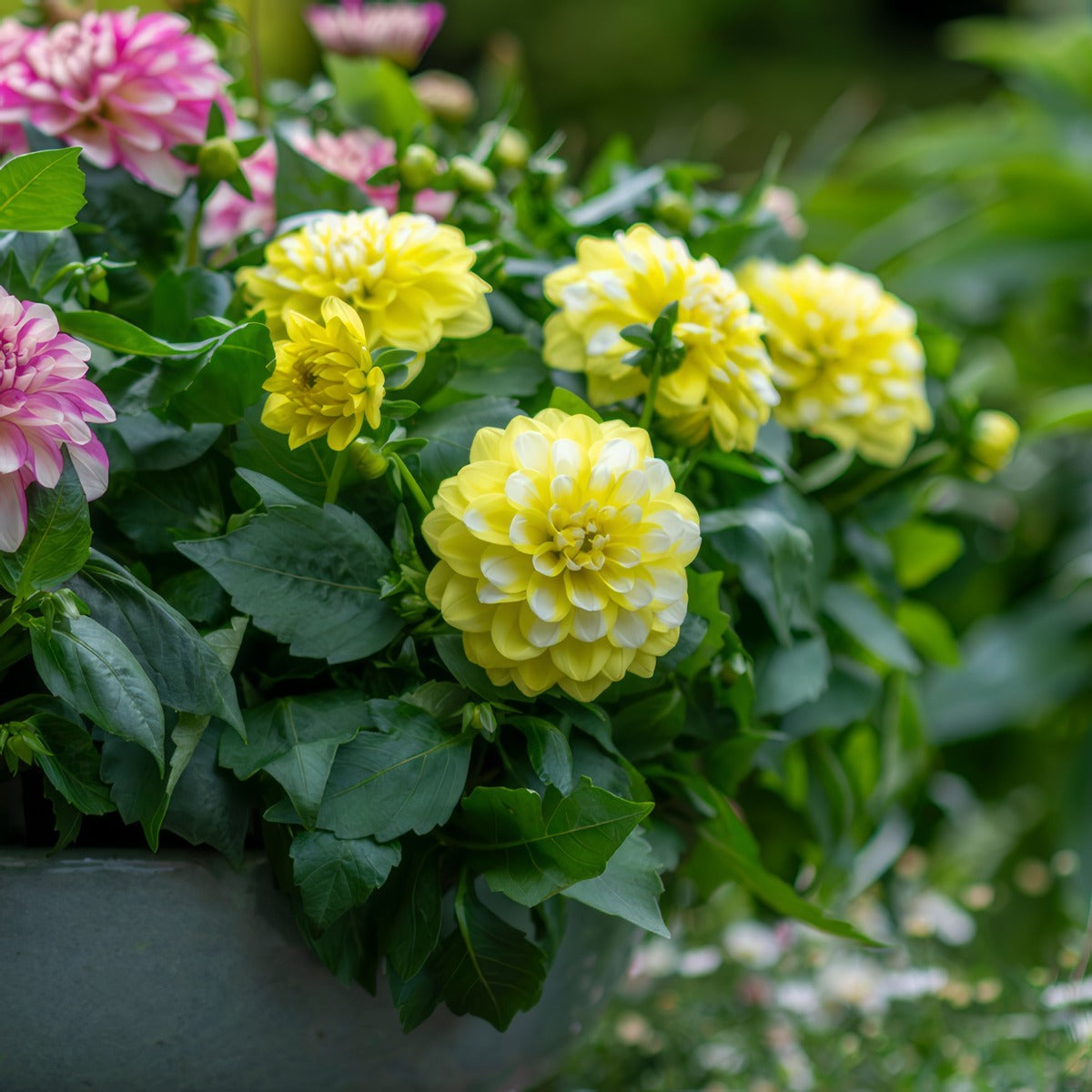 Dahlia Hypnotica Lemon Swirl P75dahhls - Garden Express Australia