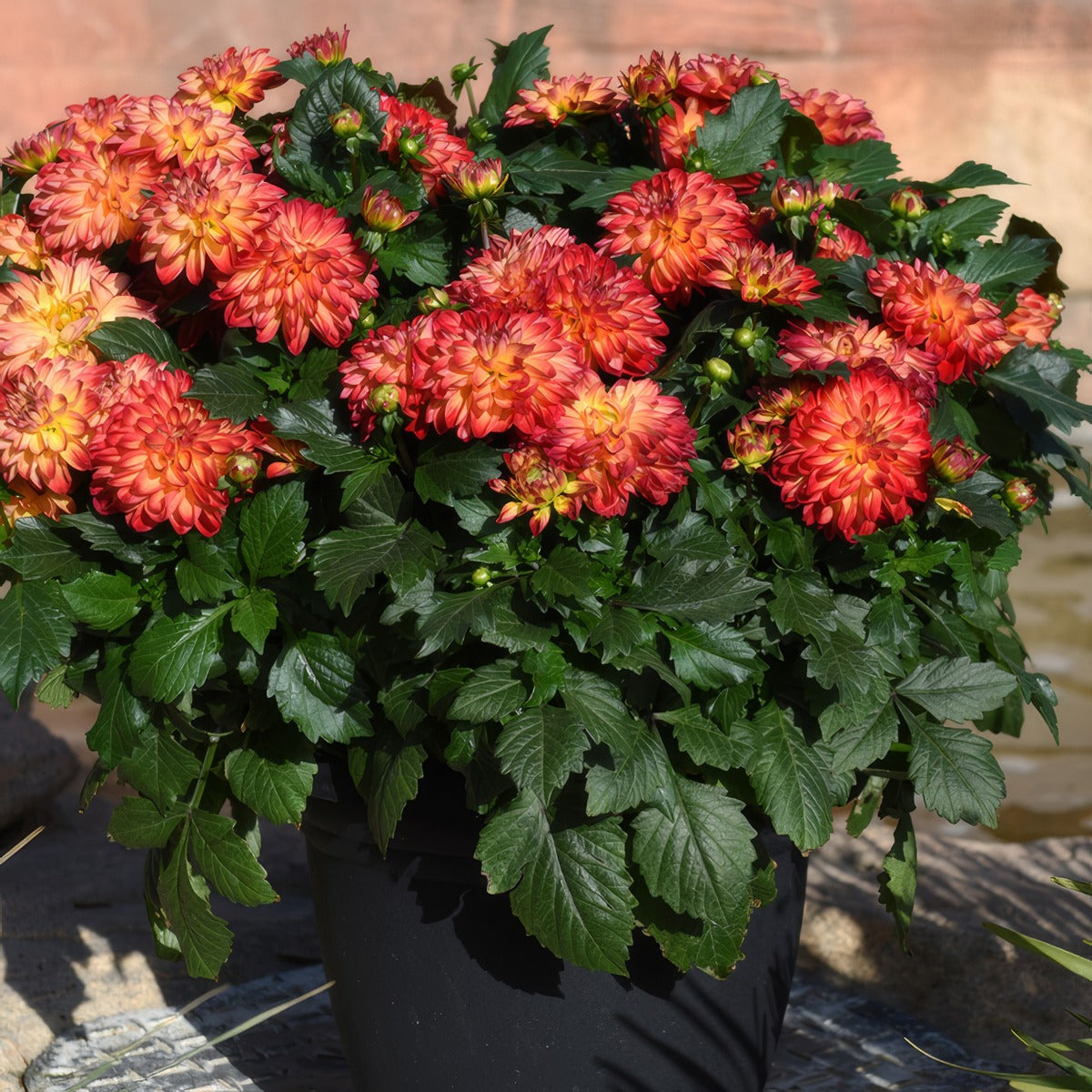 Dahlia Hypnotica Tequila Sunrise - Garden Express Australia