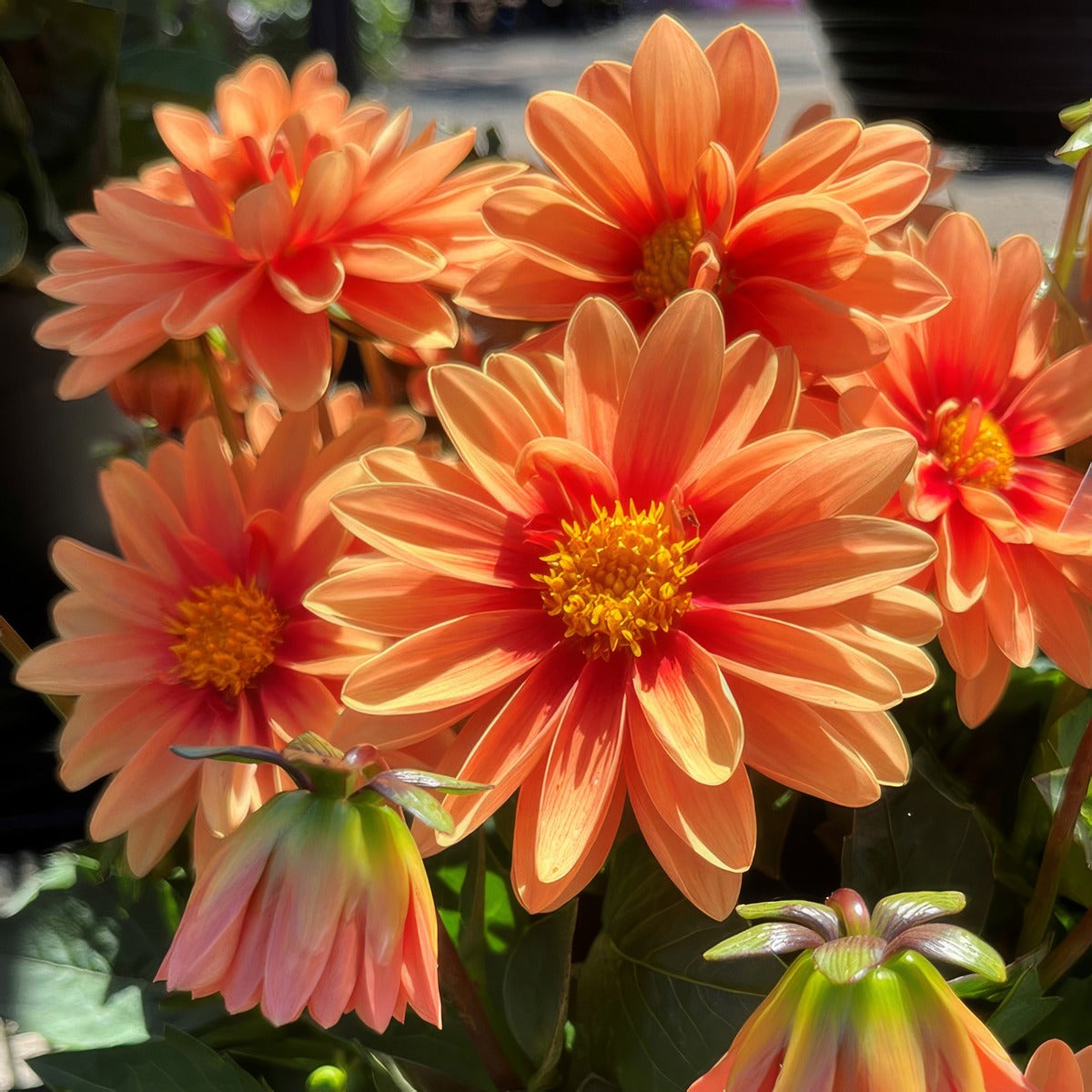 Dahlia Imagine Mini Bicolour Terracotta 1 P75dahibt - Garden Express Australia