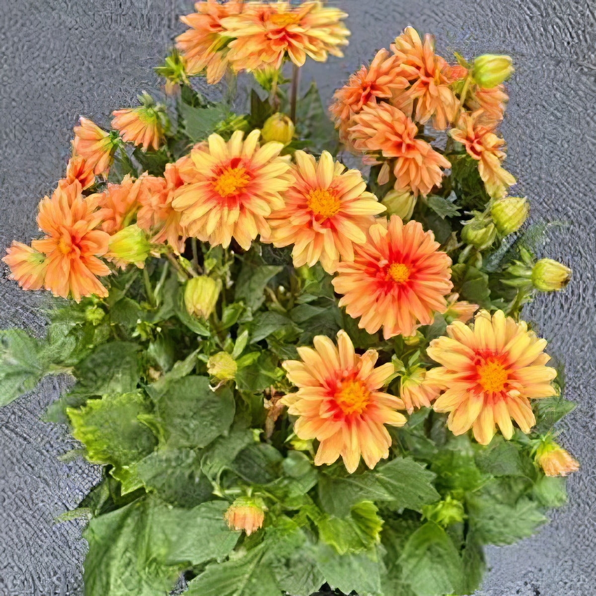 Dahlia Imagine Mini Bicolour Terracotta - Garden Express Australia