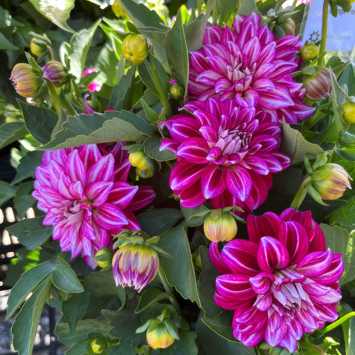 Dahlia Lubega Power Cherry Stripes 1 P75dahlpc - Garden Express Australia