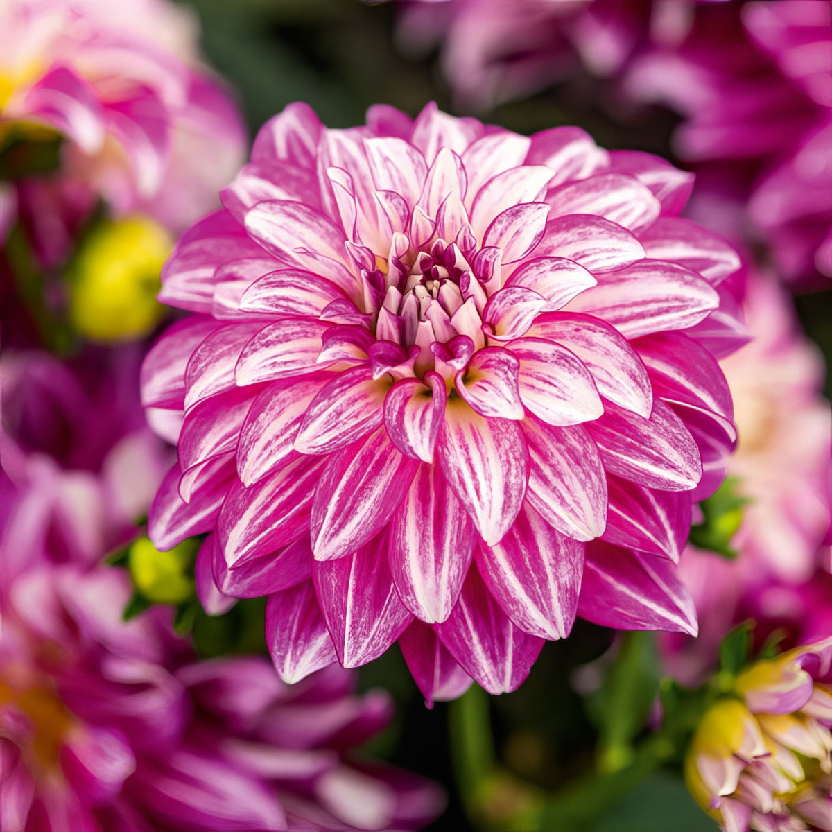 Dahlia Lubega Power Cherry Stripes - Garden Express Australia